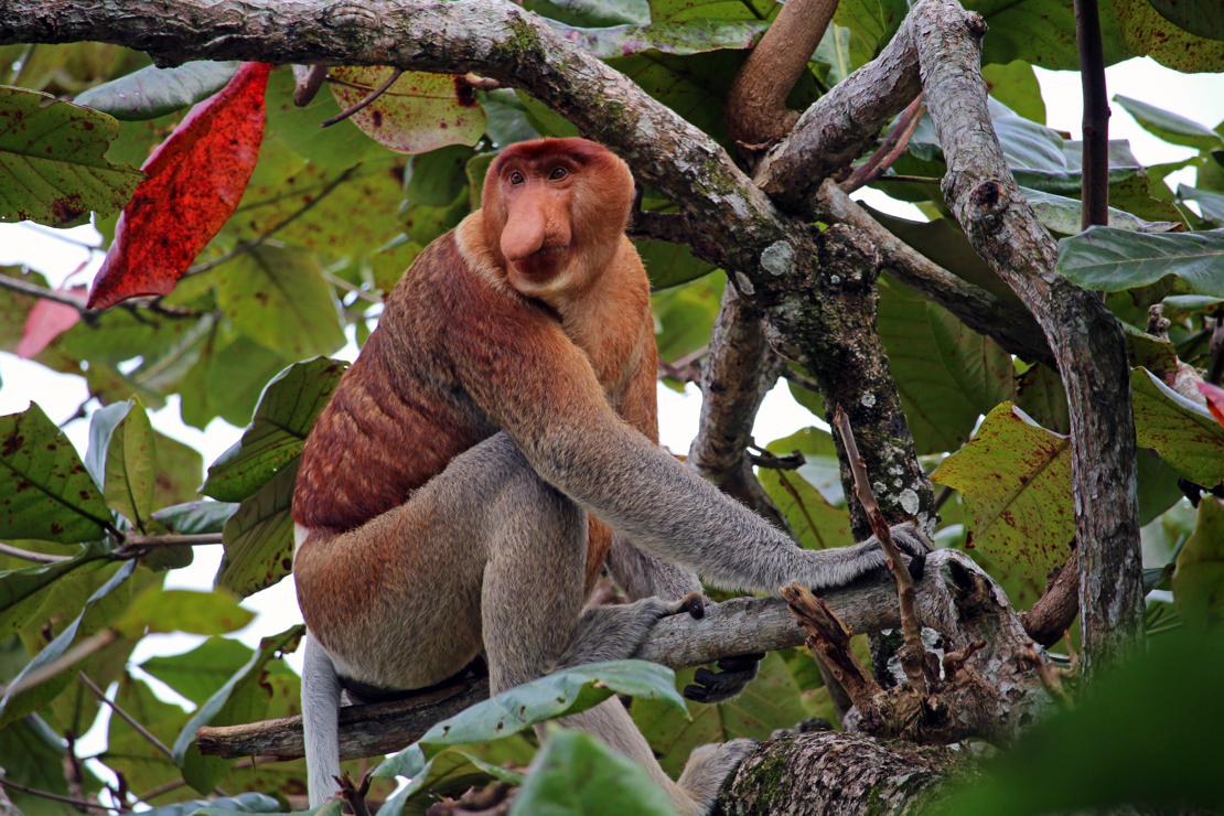 Bako Borneo Naeseabe.jpg