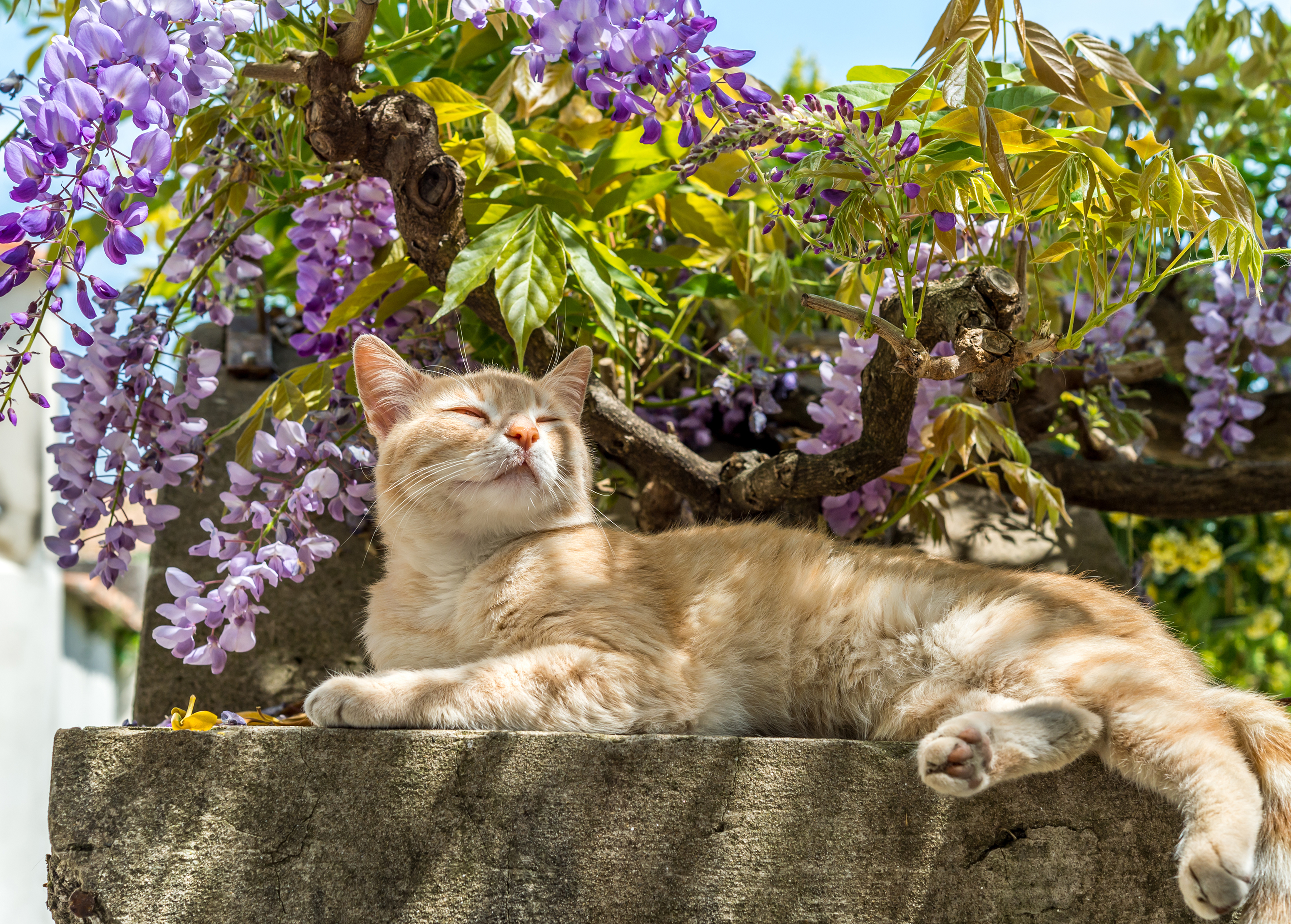 En kat nyder en stund i skyggen af en bougainvillea