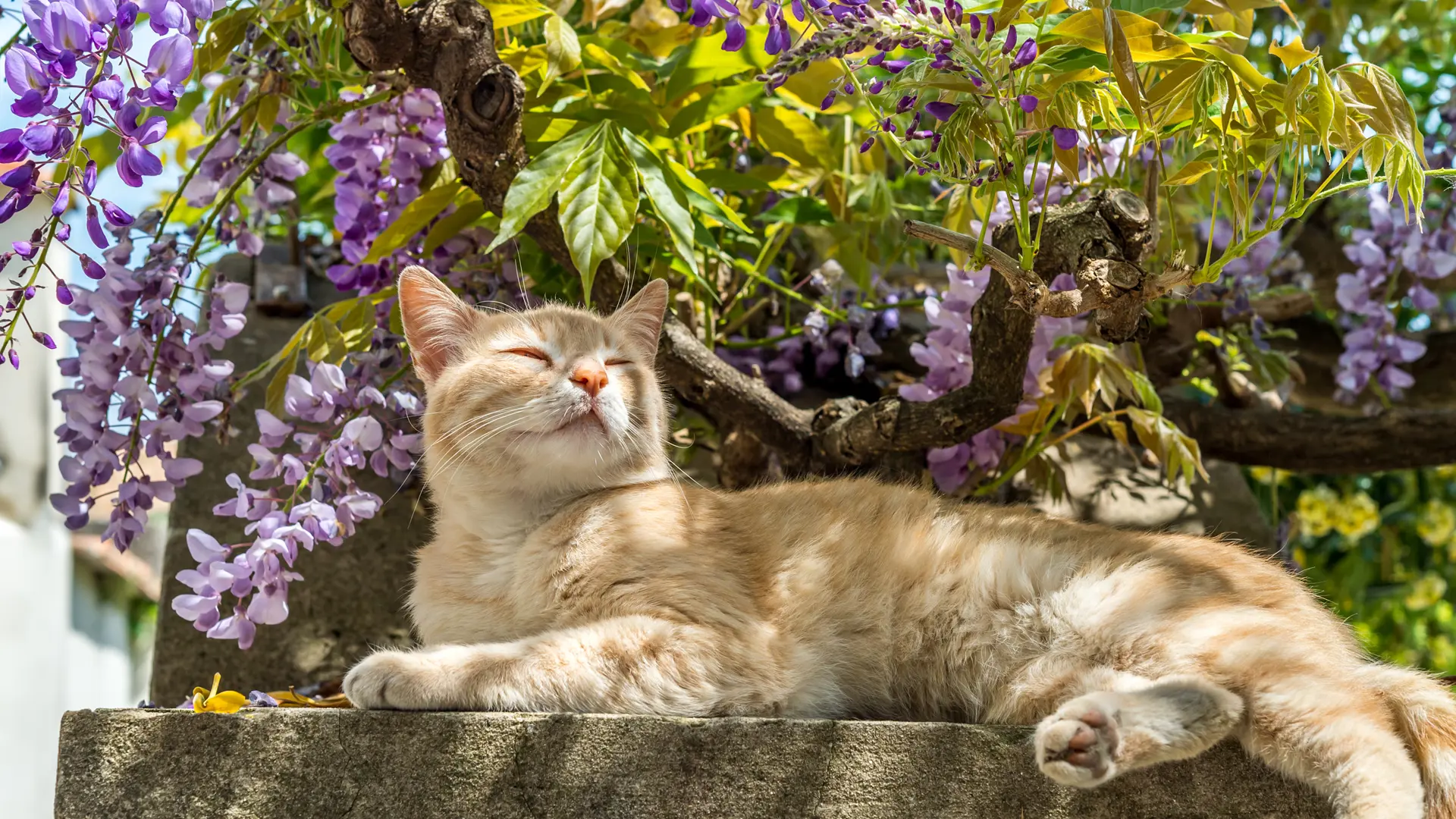 En kat nyder en stund i skyggen af en bougainvillea