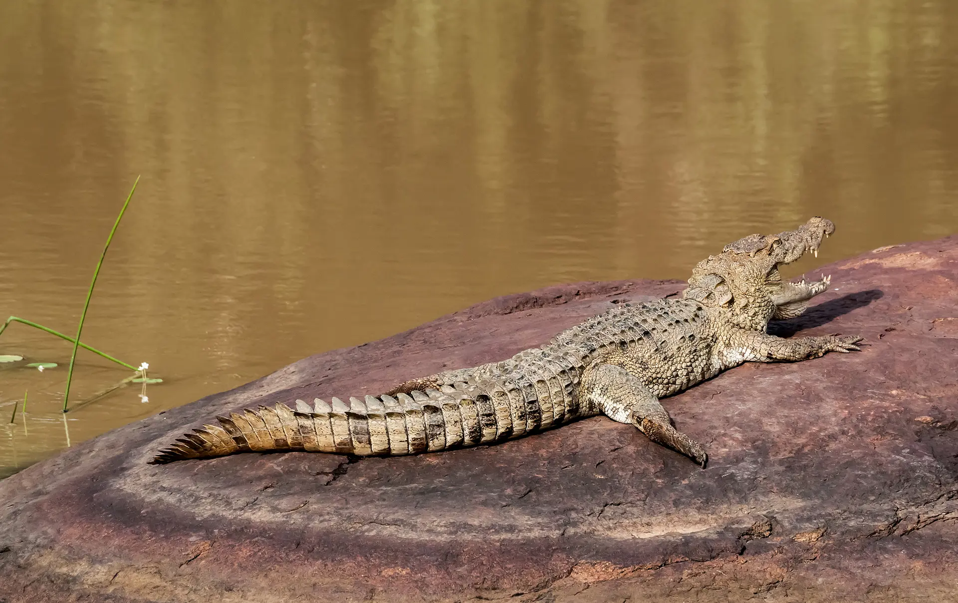dag 7shutterstock_200543264 Crocodile Yala national park,.jpg