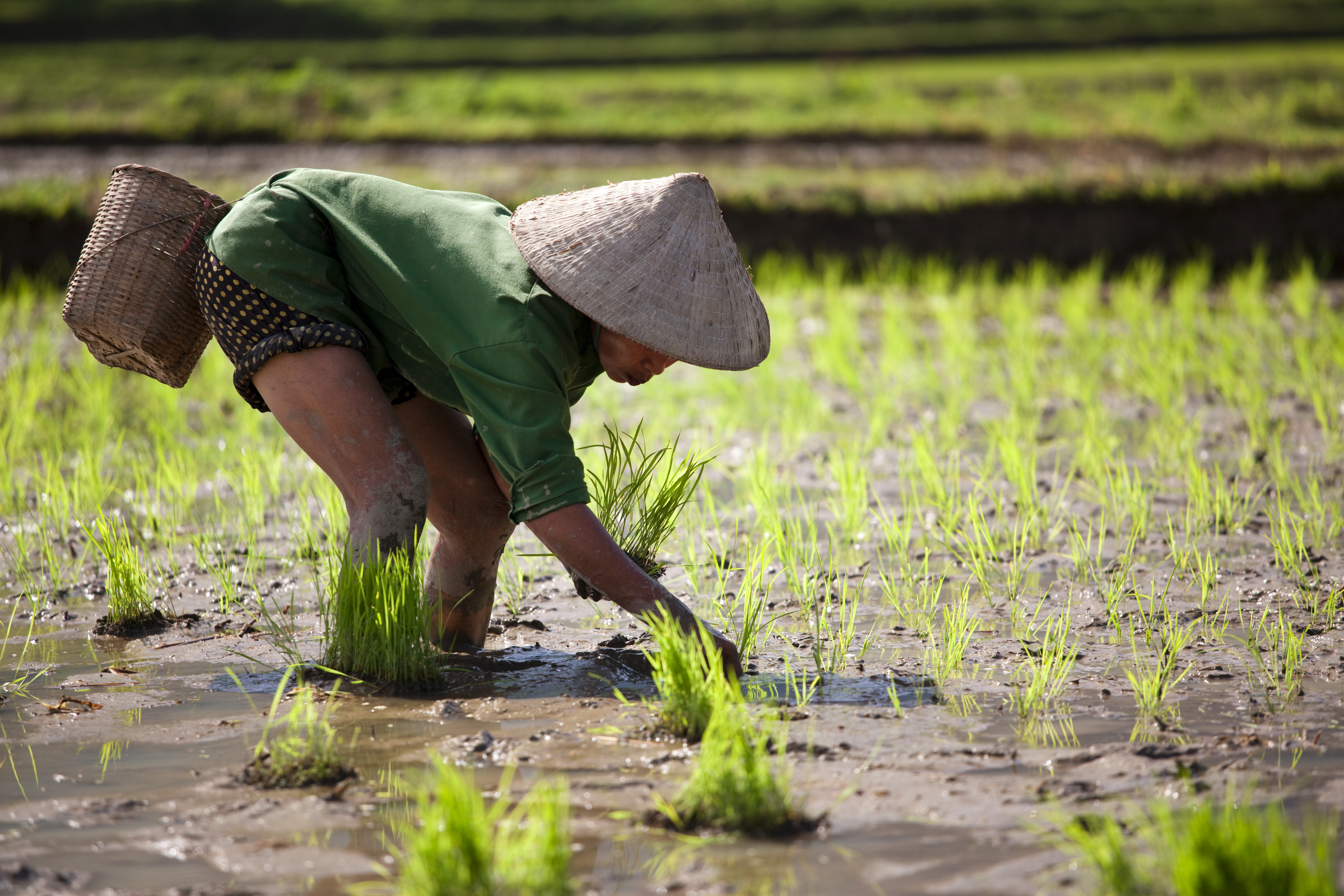 Vietnam_Rice Planting_37212694.jpg