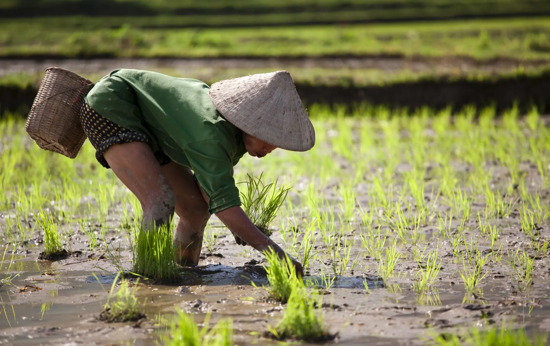 Vietnam_Rice Planting_37212694.jpg