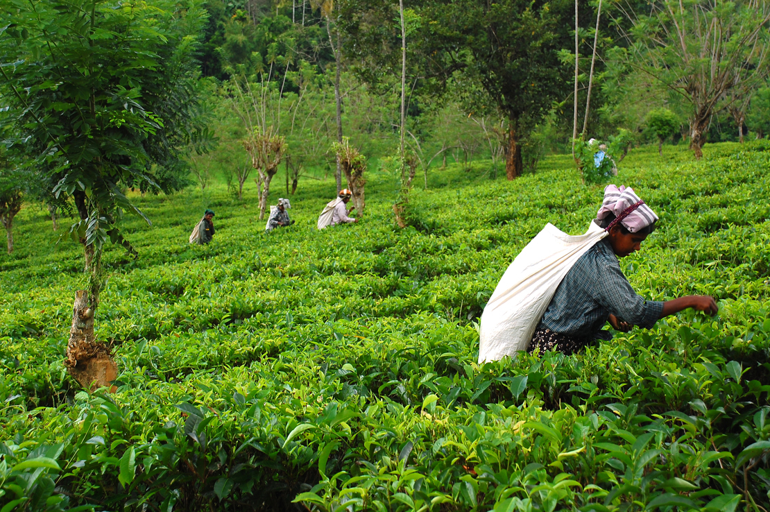 Teplantage_Sri Lanka_EUO_59949592.jpg