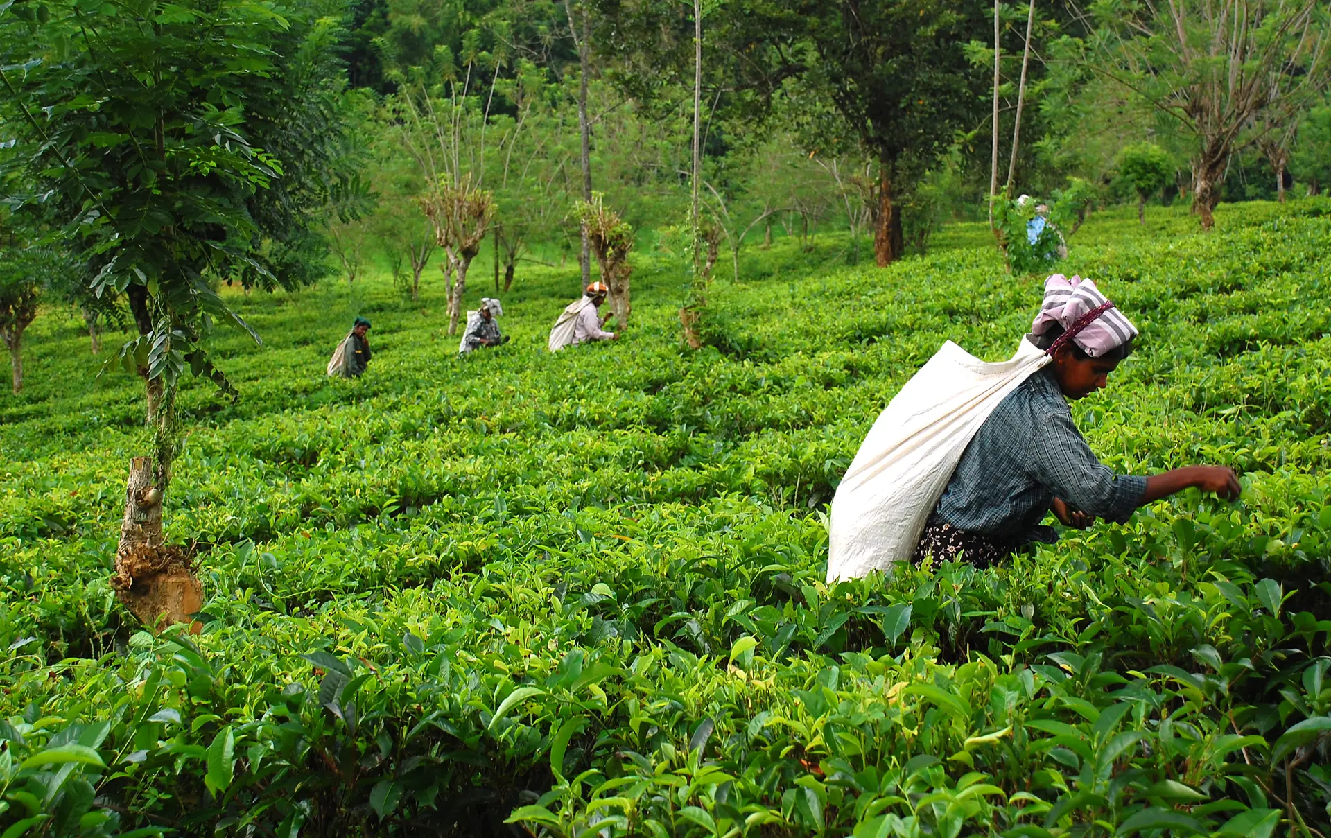 HØJLANDET - der arbejdes flittigt i det grønne tehav, Check Point Travel