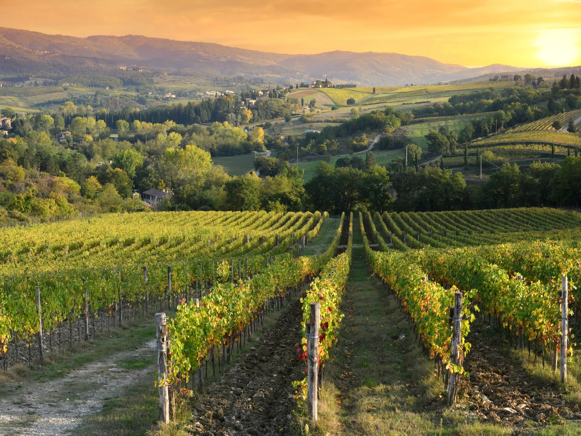 Solen går ned over vinmarkerne ved Greve in Chianti