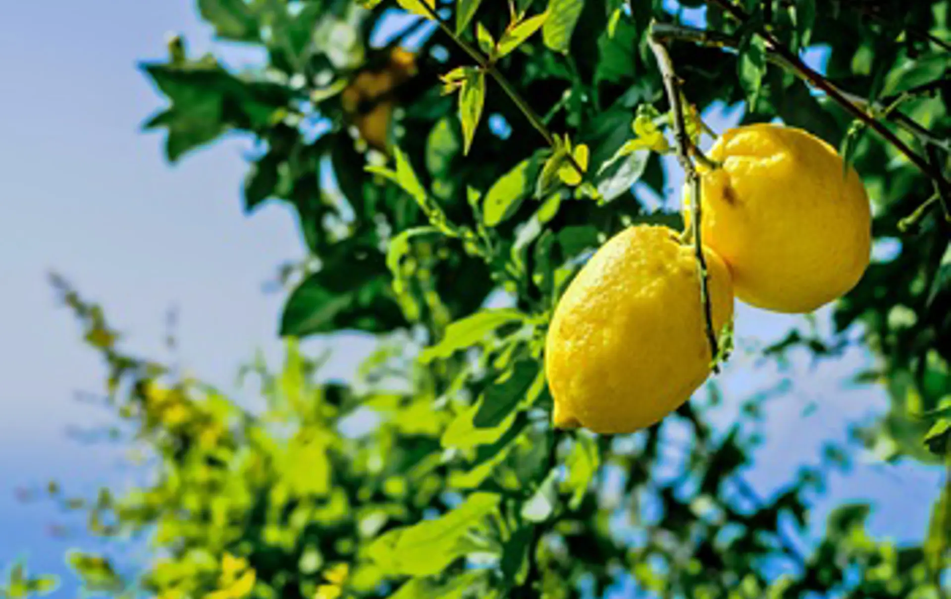 Amalfikysten Citroner 18