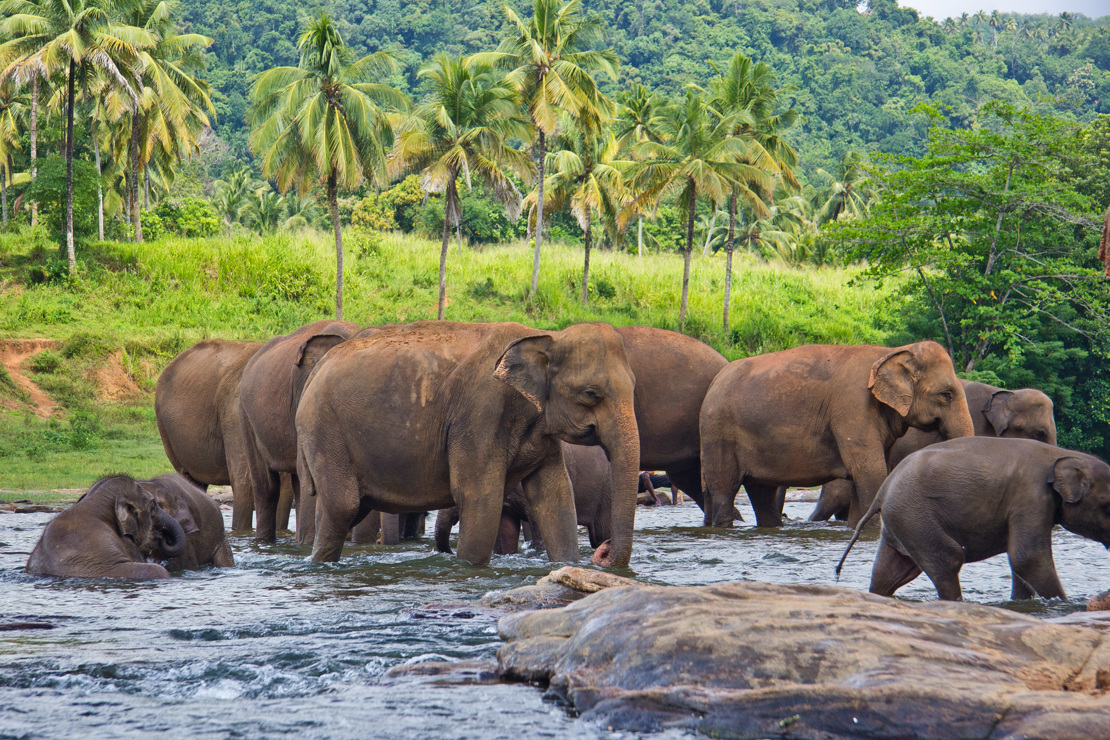 PINNAWALA - se elefanterne fra det lokale rehabiliteringscenter boltre sig i floden, Check Point Travel