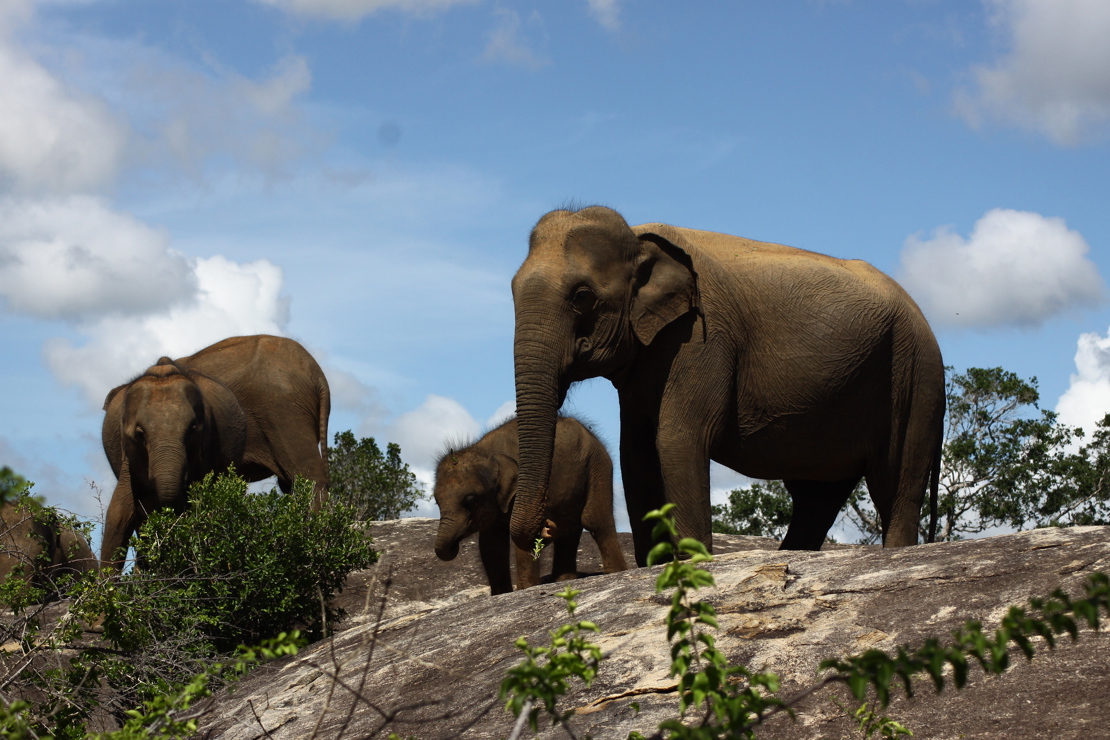 15. Wild Life Safaries