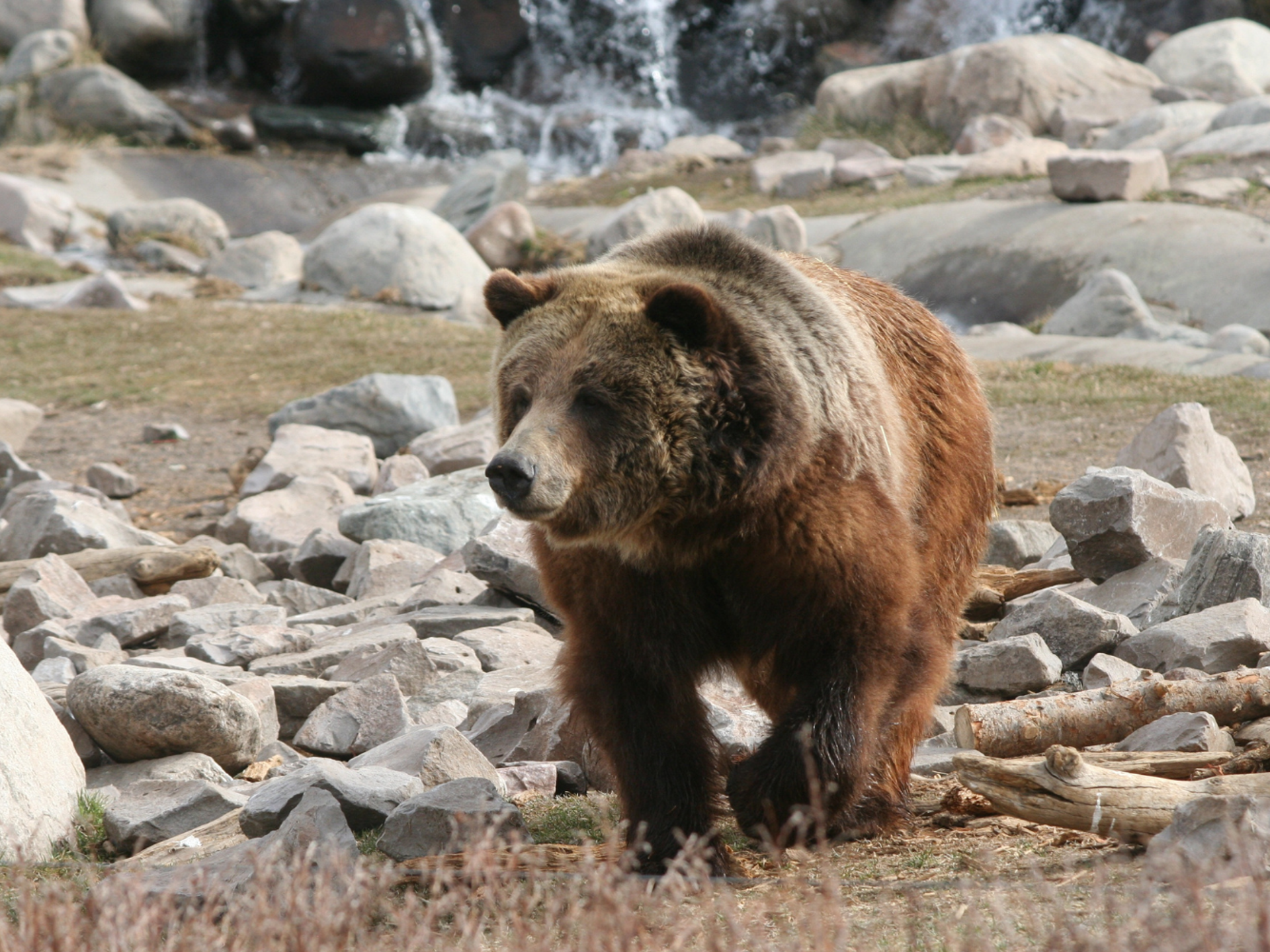 Yellowstone 4