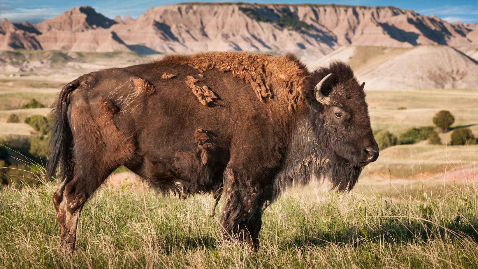 Badlands National Park, Bison