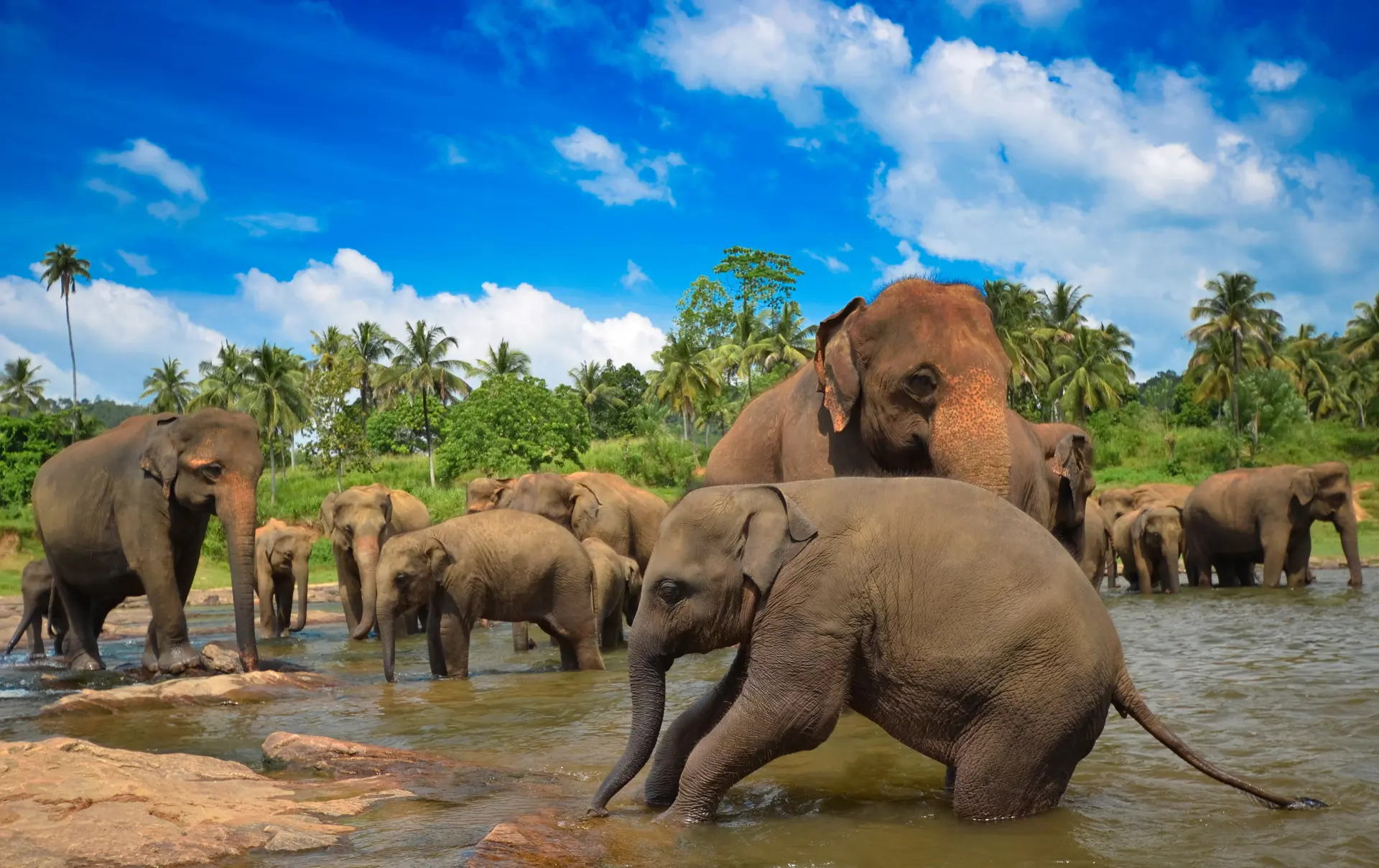 NATUR - over det meste af Sri Lanka vil det være muligt at opleve den asiatiske elefant, Check Point Travel