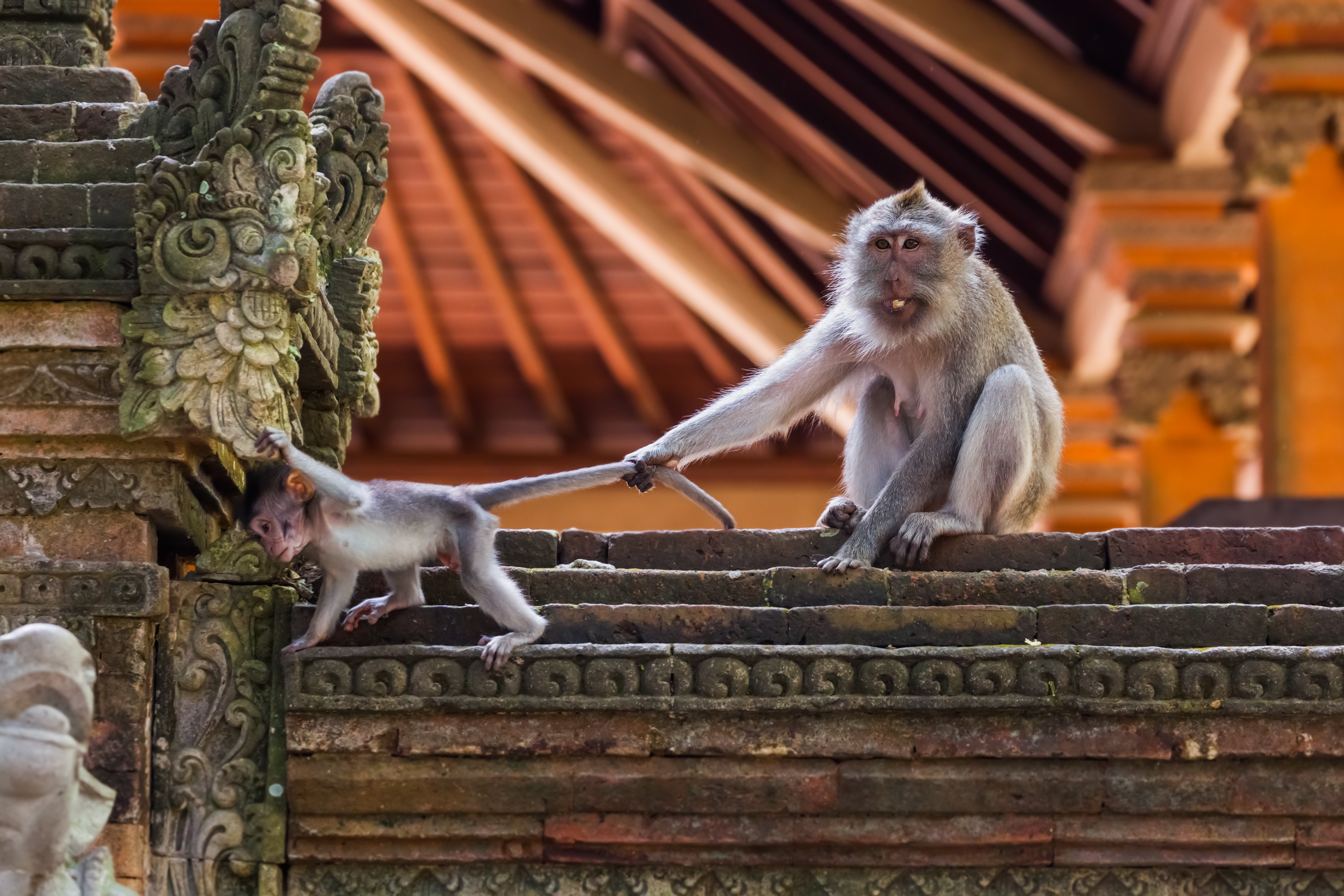 Abeunge Ubud Monkey Forest