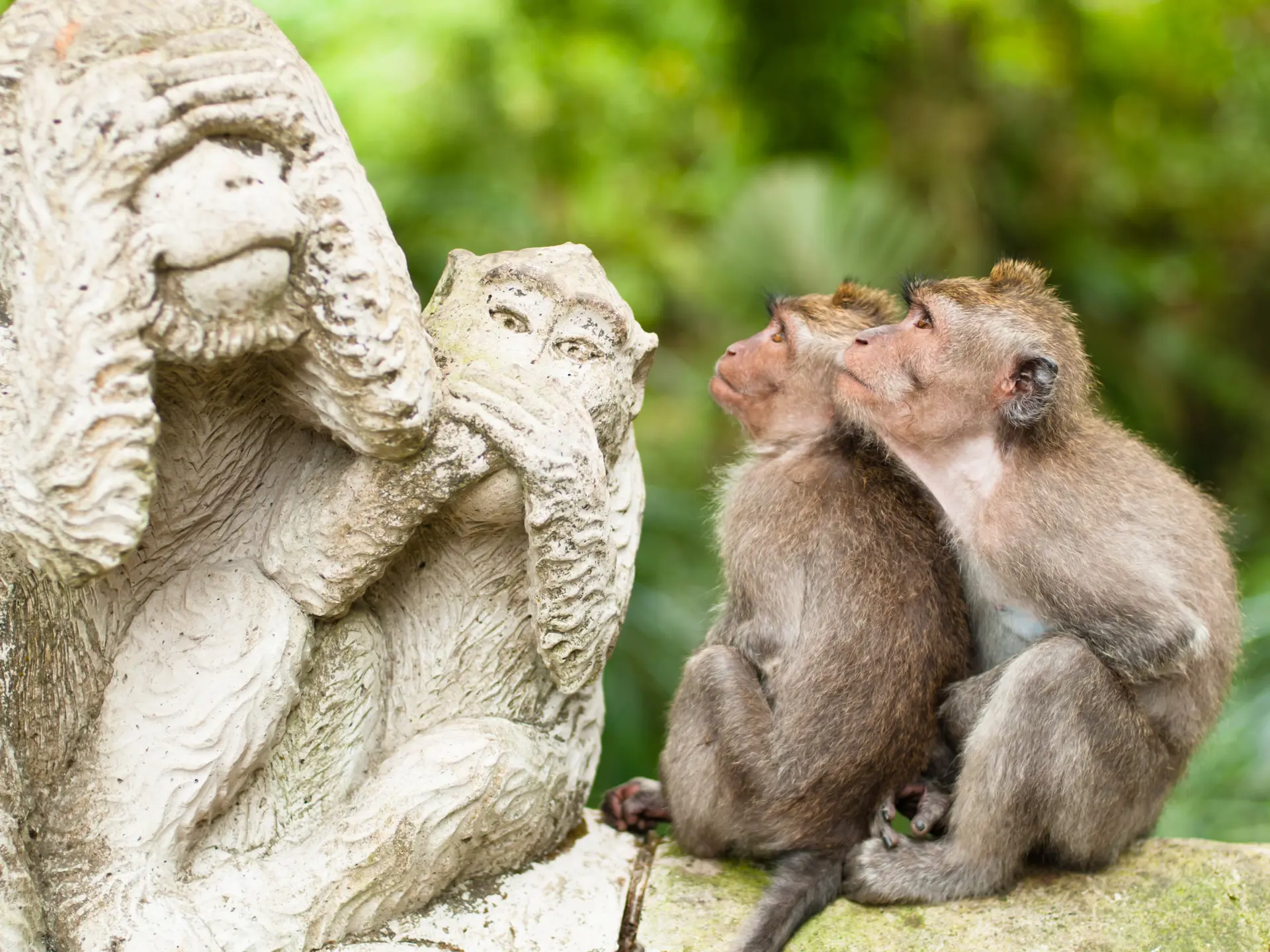 To abeunger i Ubud Monkey Forest