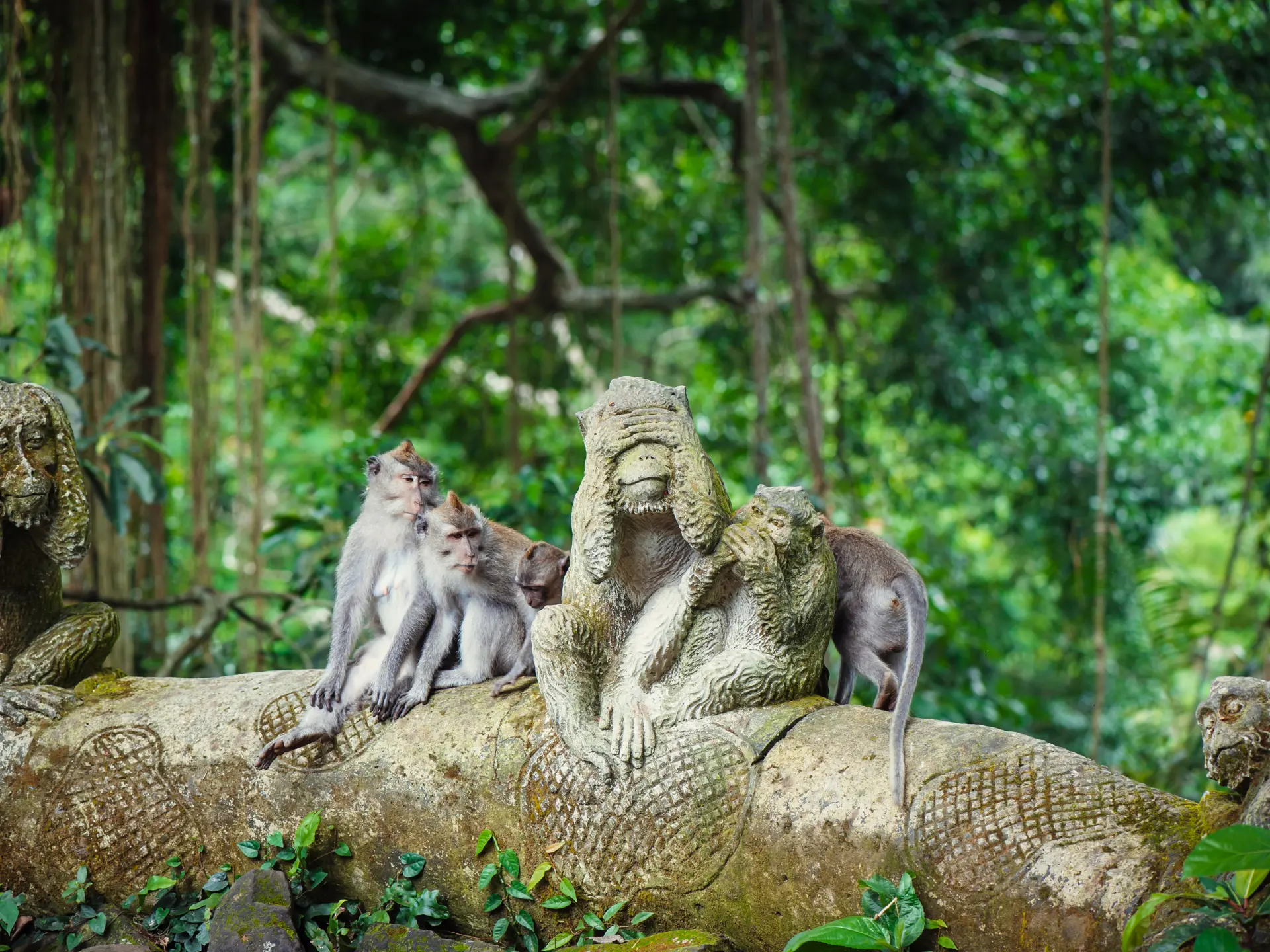 Abefamilie i Ubud Monkey Forest