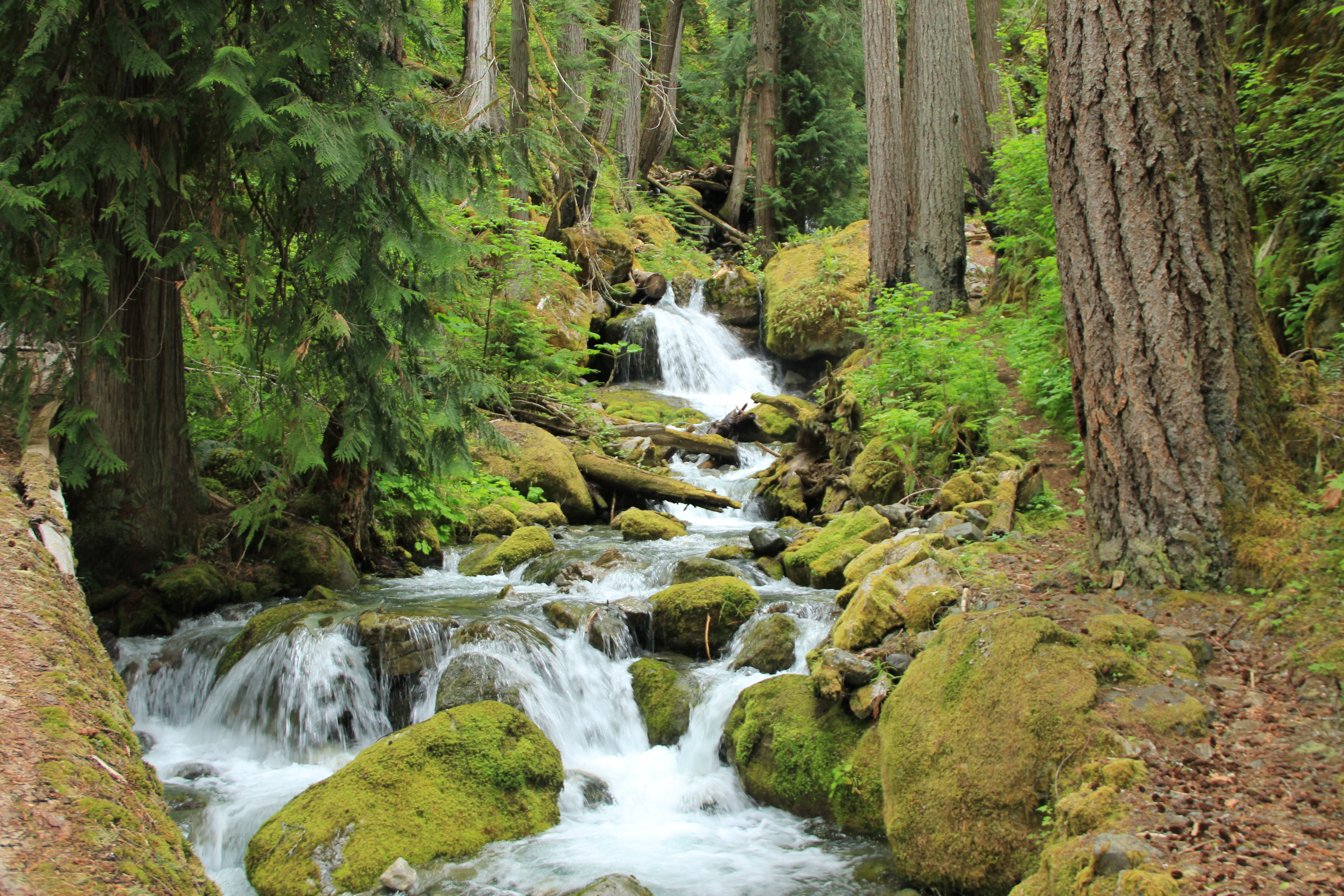 Strathcona - En af de ældste og smukkeste nationalparker på Vancouver Island. Nåes nemt i bil fra Campbell River og byder på mange fine vandreruter, Check Point Travel