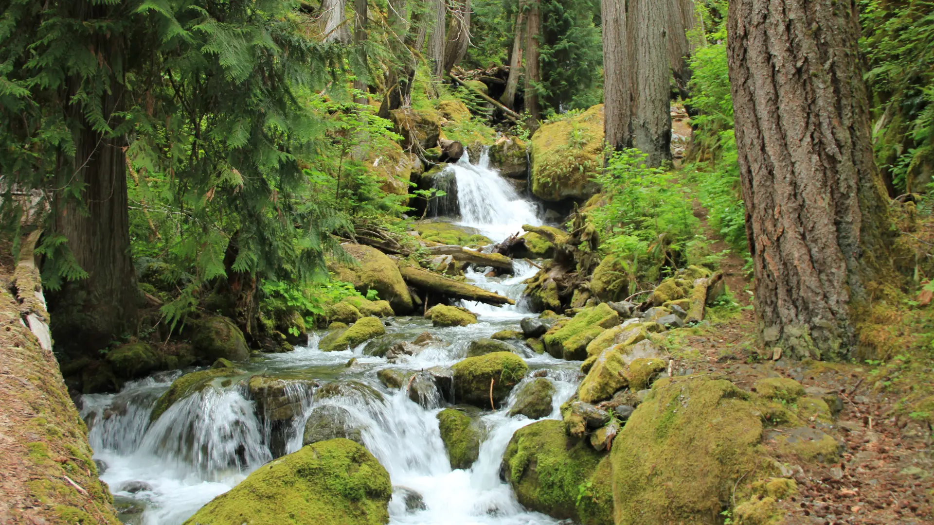 Strathcona - En af de ældste og smukkeste nationalparker på Vancouver Island. Nåes nemt i bil fra Campbell River og byder på mange fine vandreruter, Check Point Travel