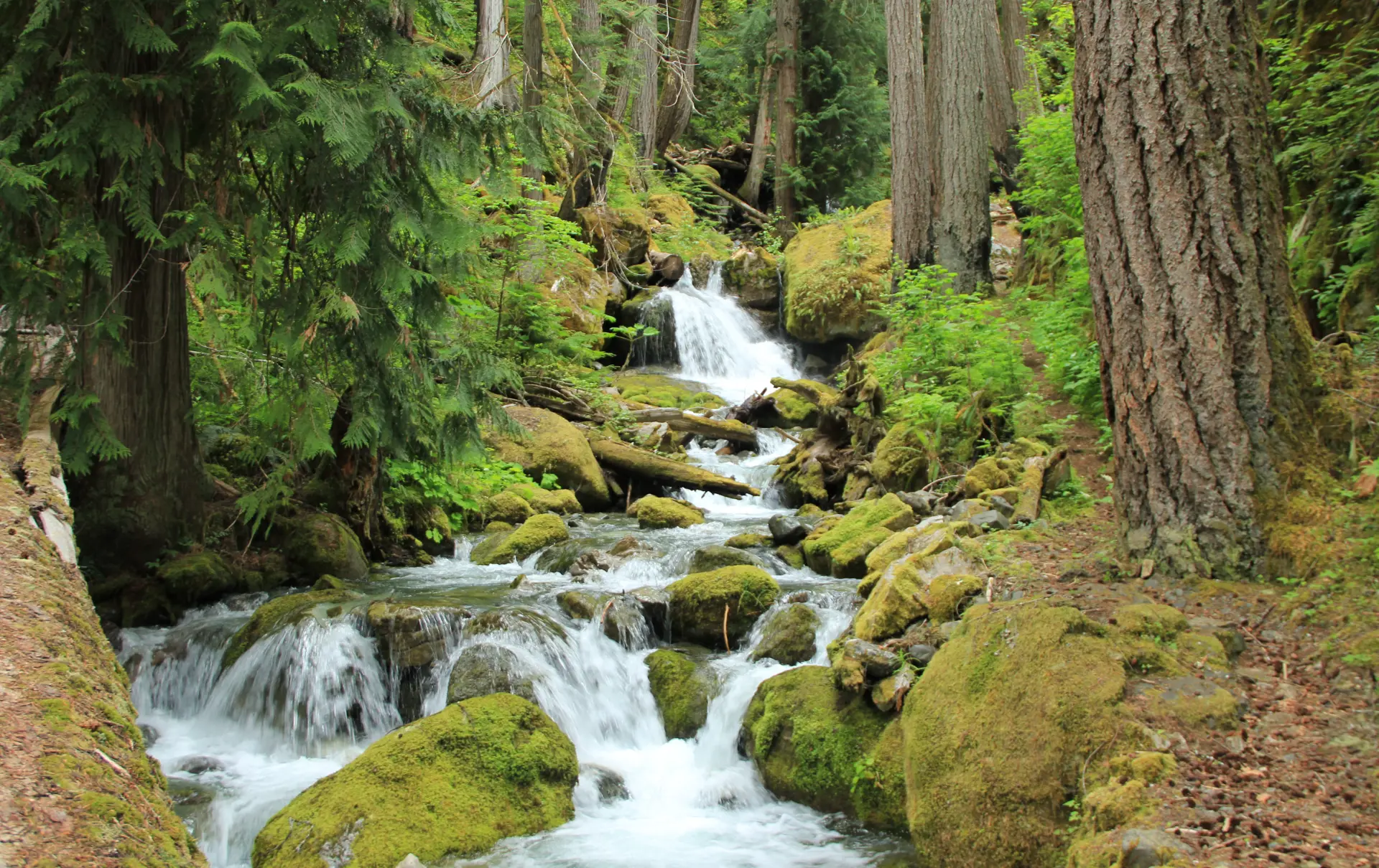Strathcona - En af de ældste og smukkeste nationalparker på Vancouver Island. Nåes nemt i bil fra Campbell River og byder på mange fine vandreruter, Check Point Travel