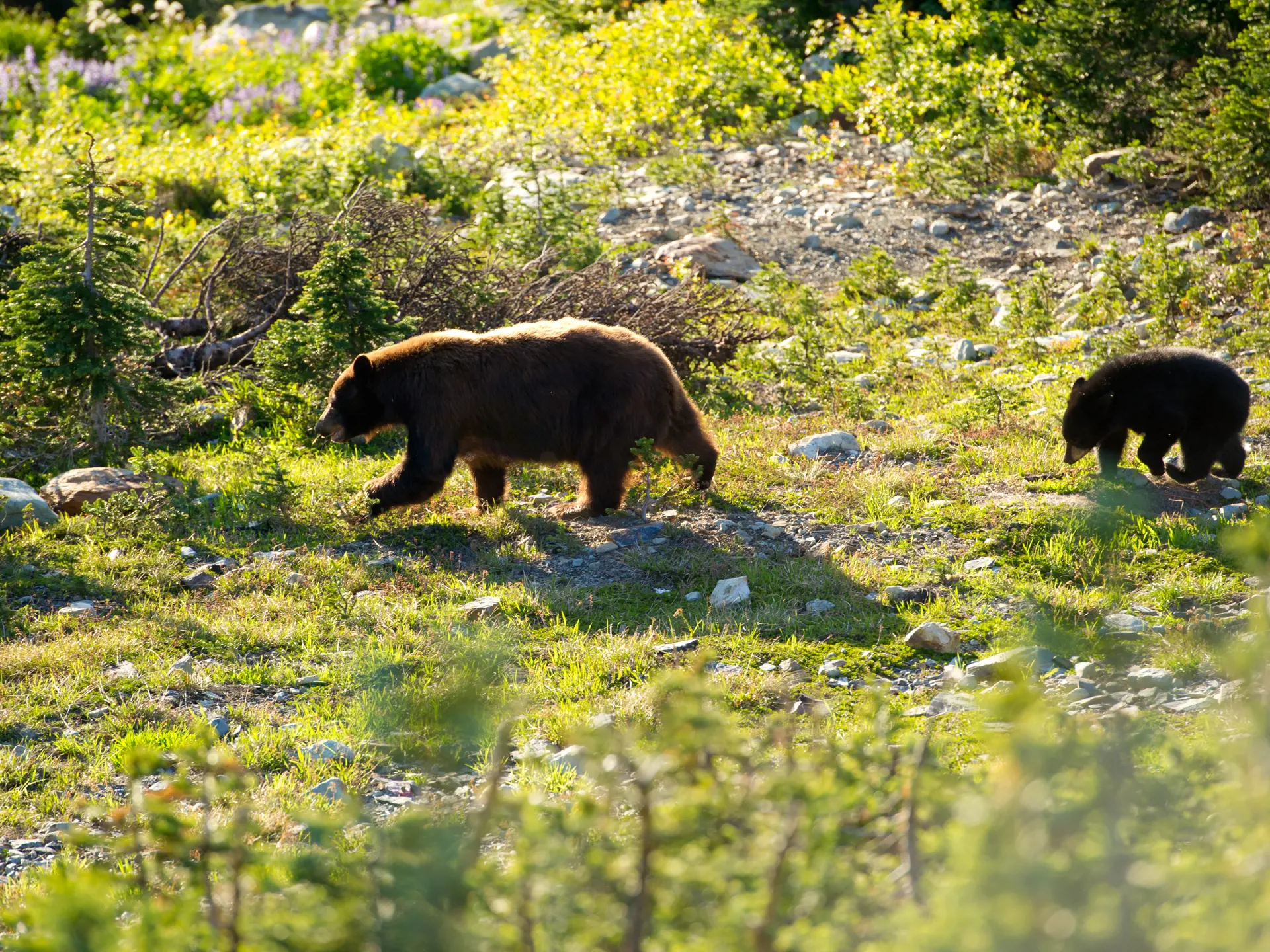 BJØRNELAND - Bjørnene ses ofte i sommermånederne, når de sammen med deres unger skal have fyldt depoterne, inden vinteren kommer