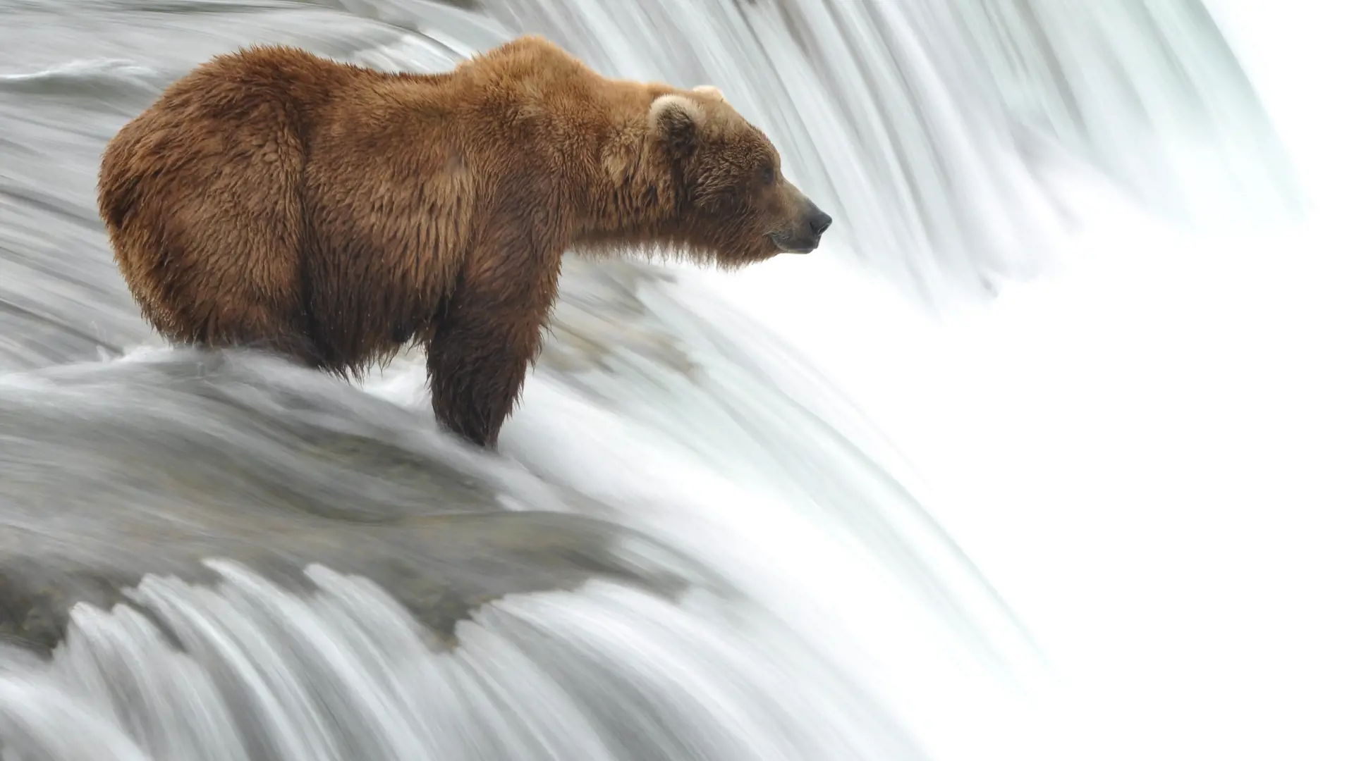 GRIZZLY - Mange drømmer om at få lov til at opleve den nordamerikanske kæmpebjørn, grizzlyen. Hvis den står på jeres ønskeliste, så overvej at tage med på bjørneturen fra Campbell River, Check Point Travel