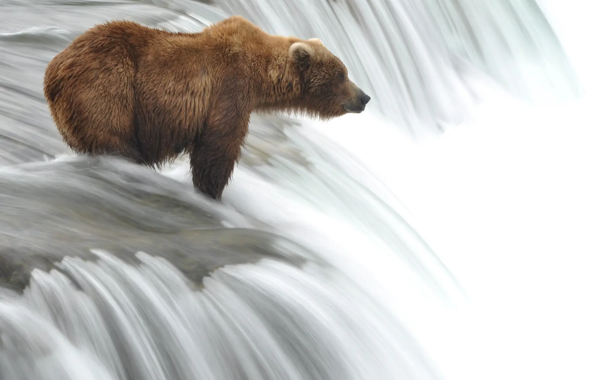 GRIZZLY - Mange drømmer om at få lov til at opleve den nordamerikanske kæmpebjørn, grizzlyen. Hvis den står på jeres ønskeliste, så overvej at tage med på bjørneturen fra Campbell River, Check Point Travel