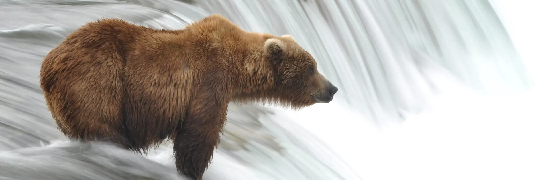 GRIZZLY - Mange drømmer om at få lov til at opleve den nordamerikanske kæmpebjørn, grizzlyen. Hvis den står på jeres ønskeliste, så overvej at tage med på bjørneturen fra Campbell River, Check Point Travel