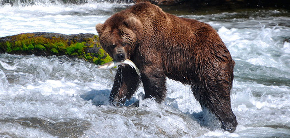 GRIZZLY - Grizzly-bjørnen kan opleves flere steder i Canada. Her fanger den laks ved en flod udenfor Banff, Check Point Travel