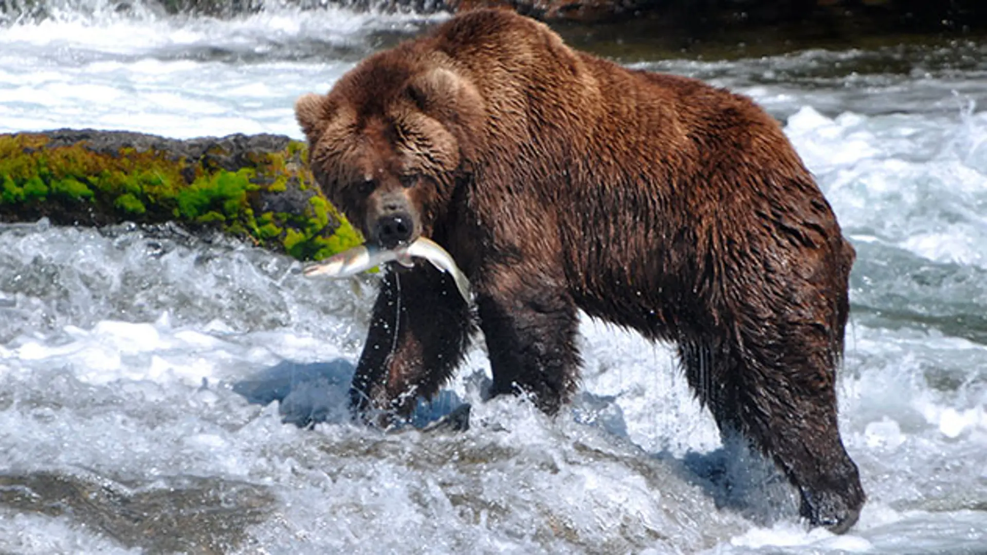 GRIZZLY - Grizzly-bjørnen kan opleves flere steder i Canada. Her fanger den laks ved en flod udenfor Banff, Check Point Travel