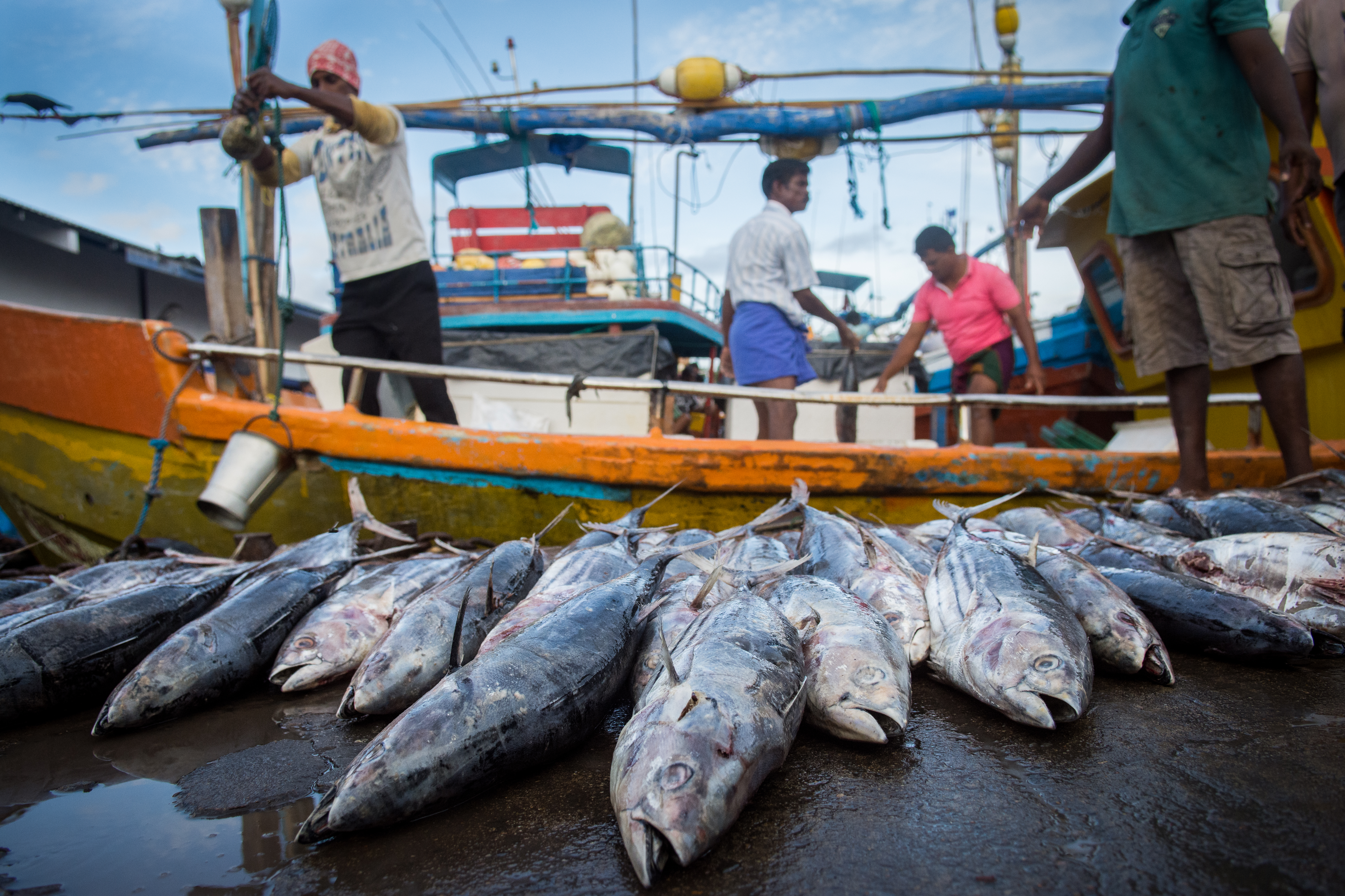 Shutterstock 499038172 (Sri Lanka Fish Market)