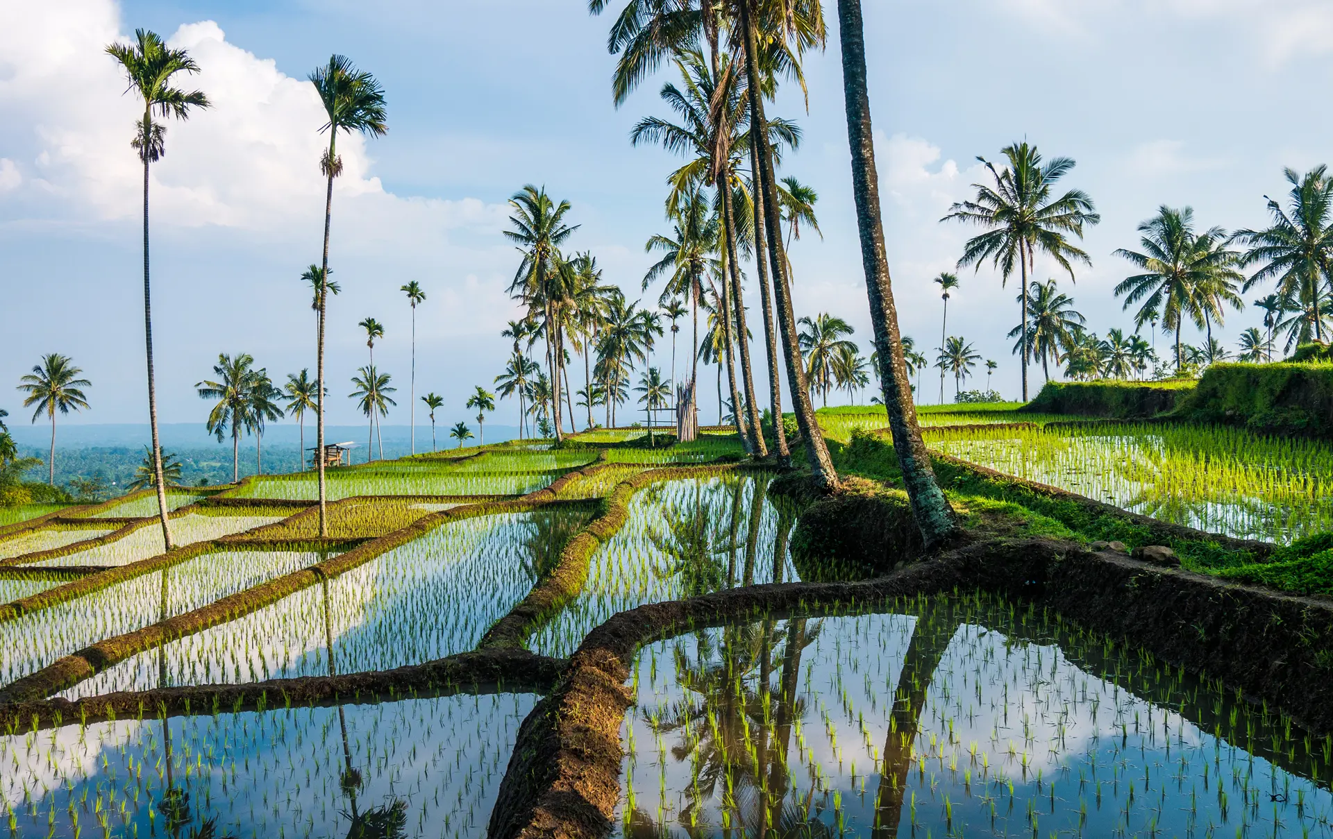 Rismarker På Lombok Shutterstock 431690359