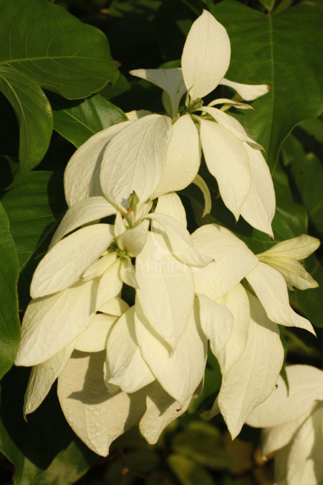 Flora2