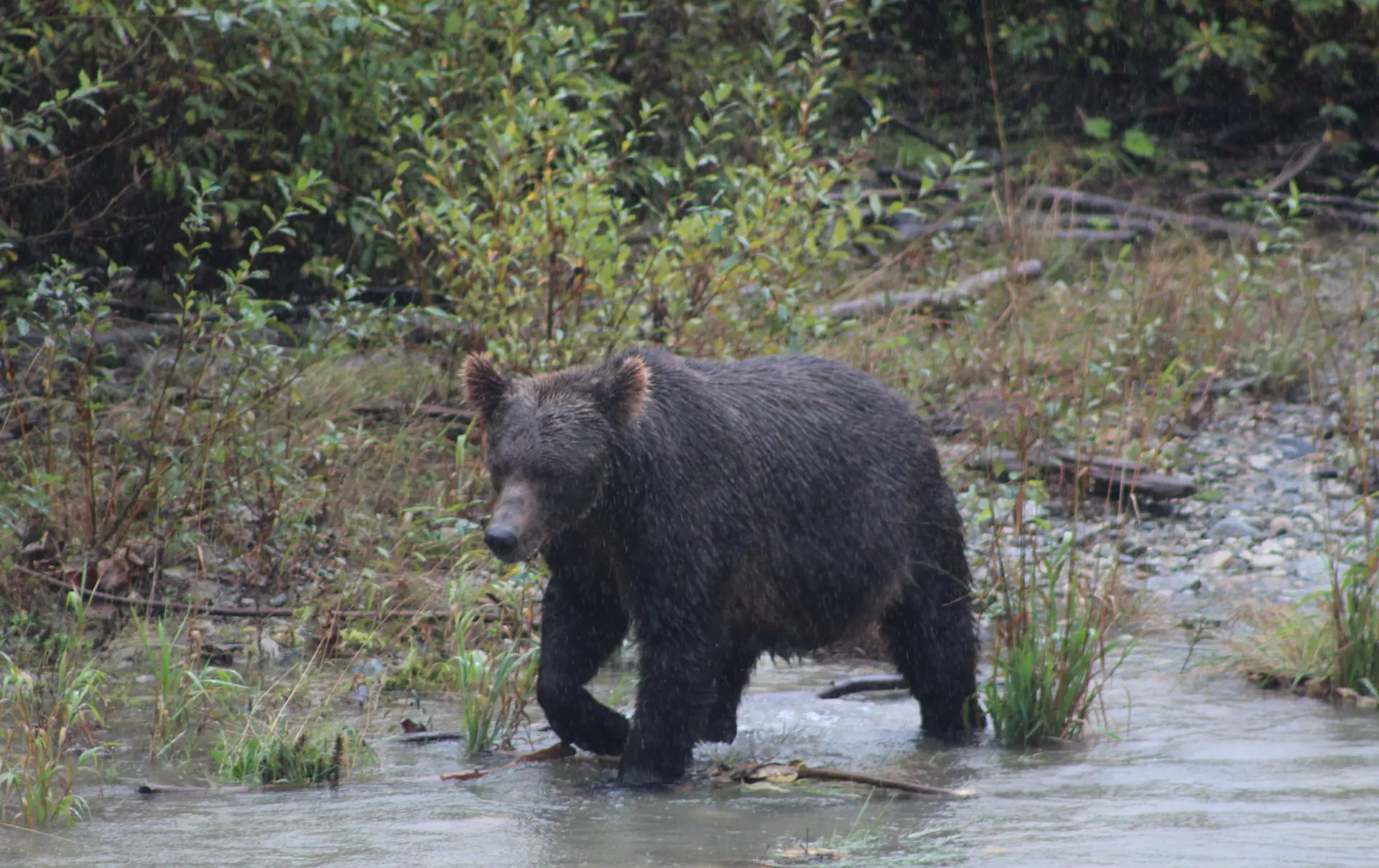 Grizzly I Bute Inlet HSTDOK Canada 2024 (47)