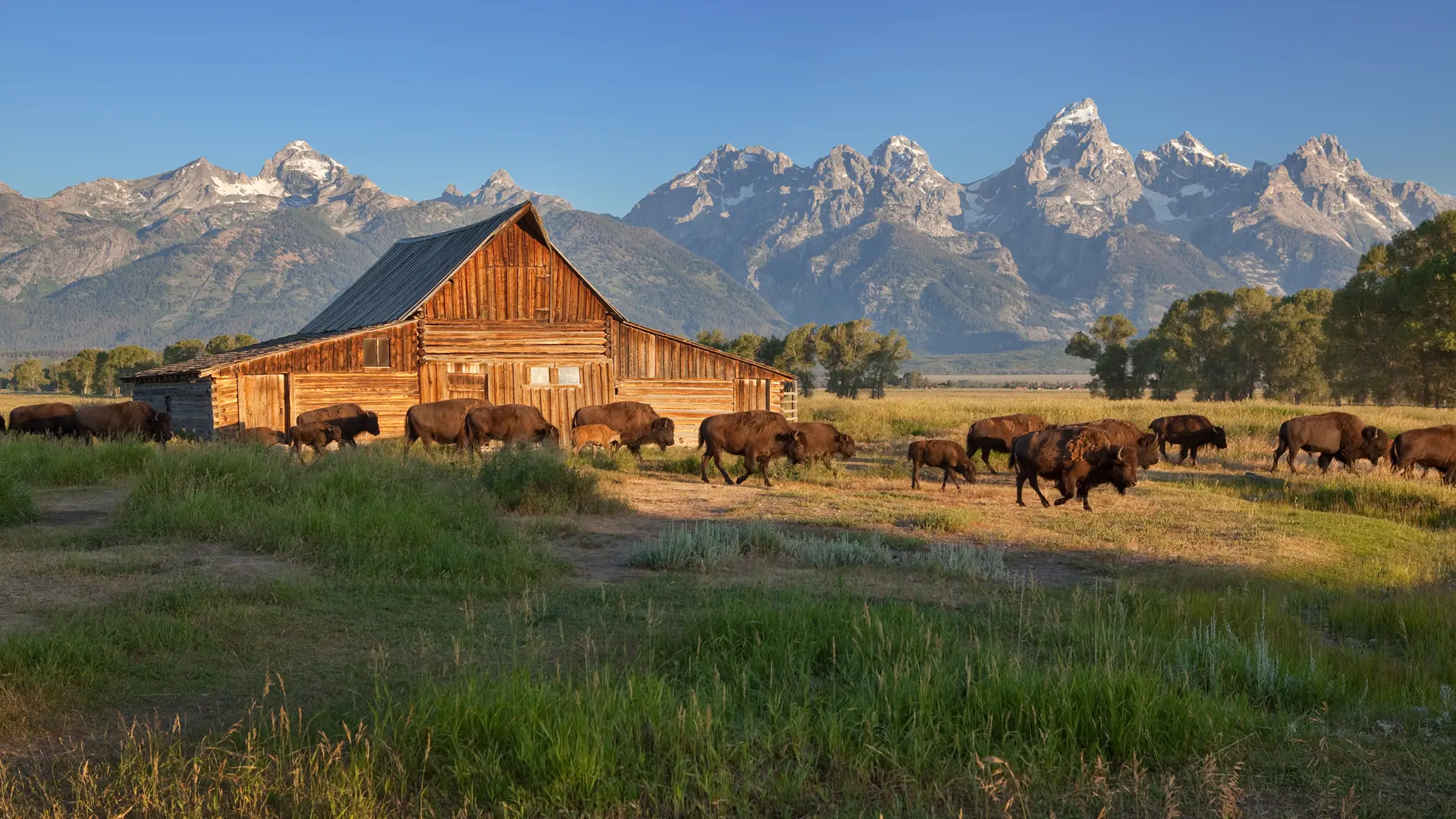 Shutterstock 58985356 Bison Herd Passing By The Moulton Barn, Grand Teton National Park