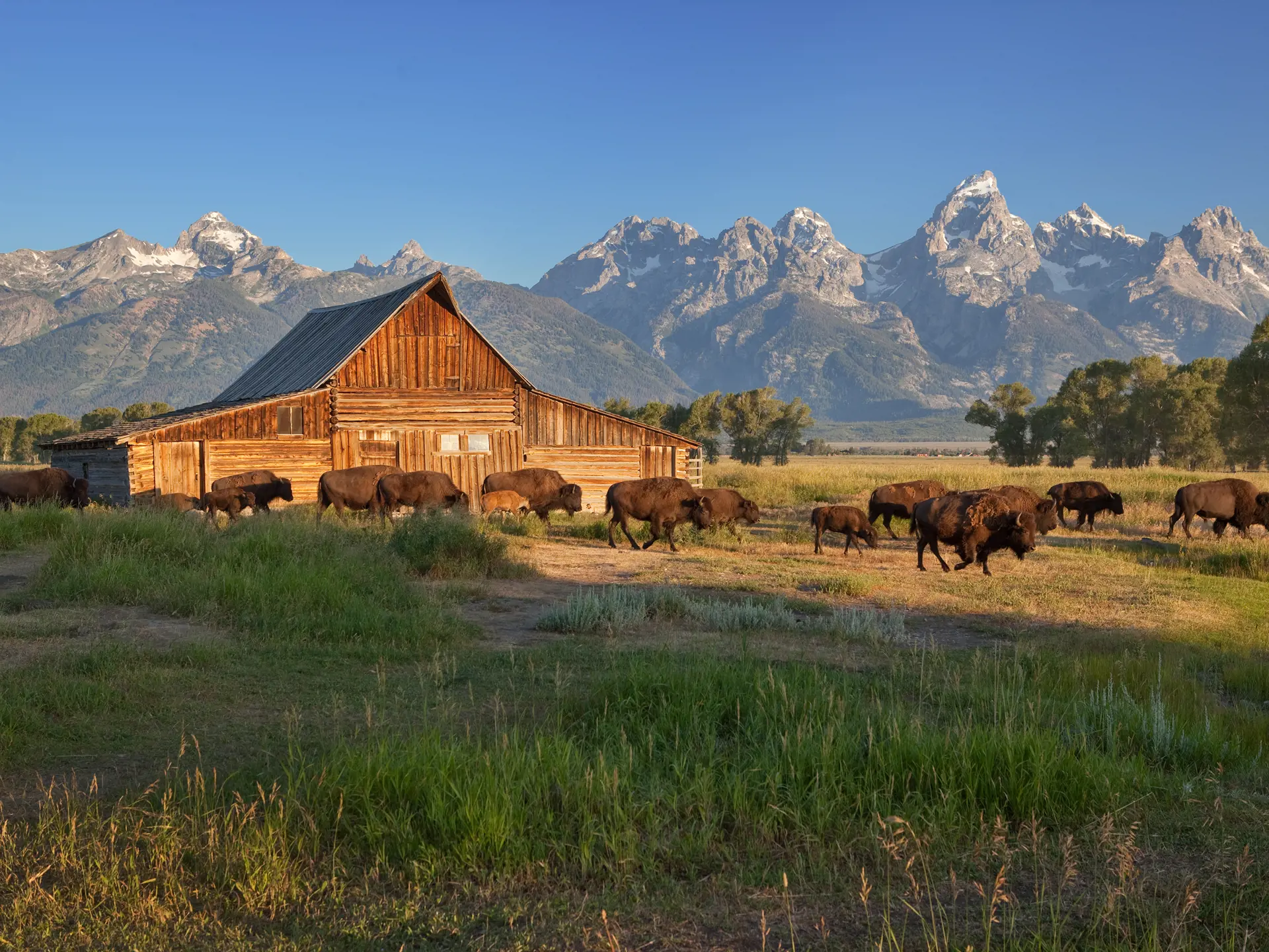 Shutterstock 58985356 Bison Herd Passing By The Moulton Barn, Grand Teton National Park