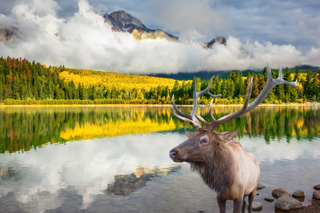 shutterstock_356702639 Jasper National Park in the Rocky Mountains of Canada. Proud deer antlered on the banks of a pretty lake..jpg