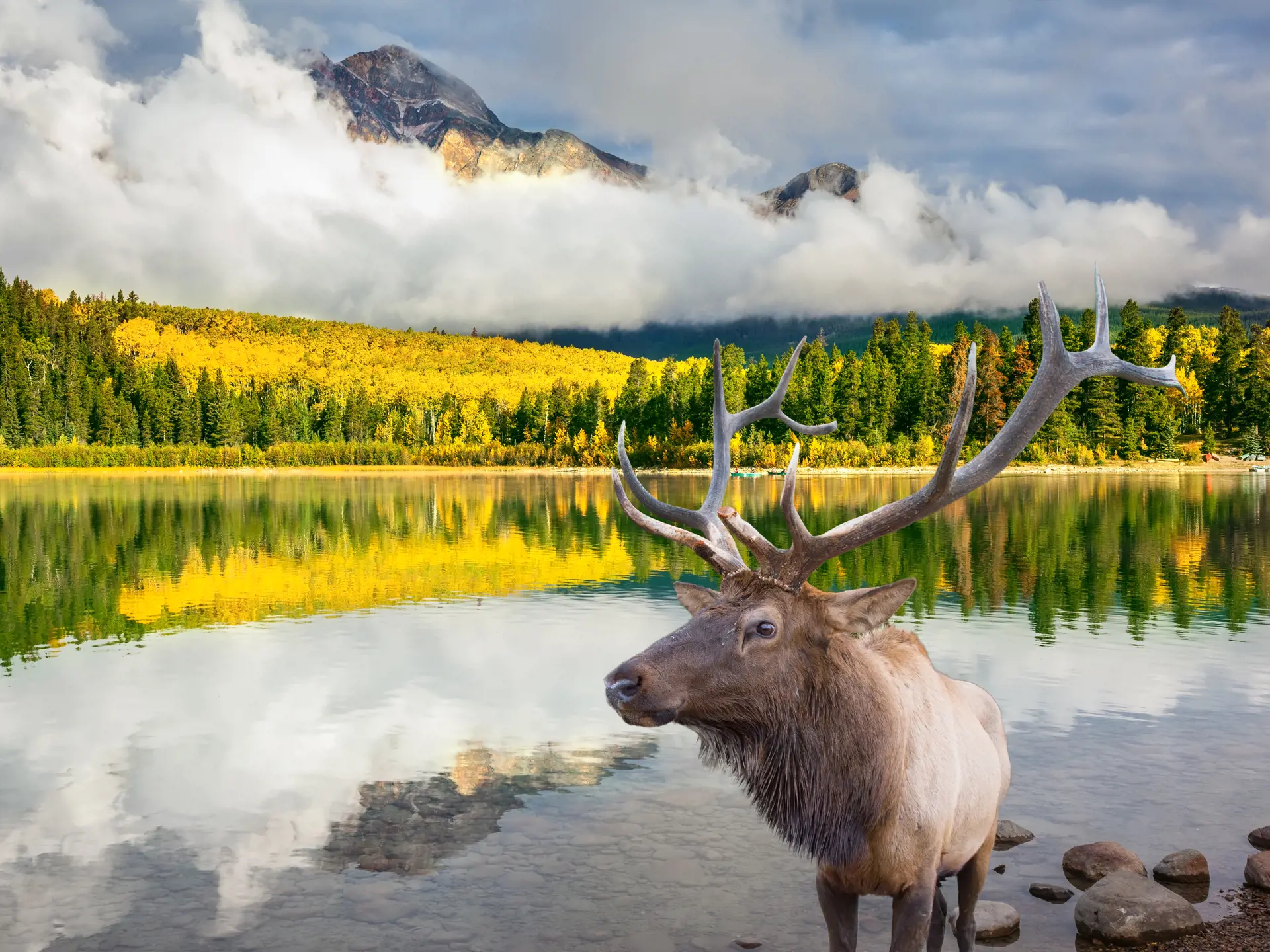 shutterstock_356702639 Jasper National Park in the Rocky Mountains of Canada. Proud deer antlered on the banks of a pretty lake..jpg