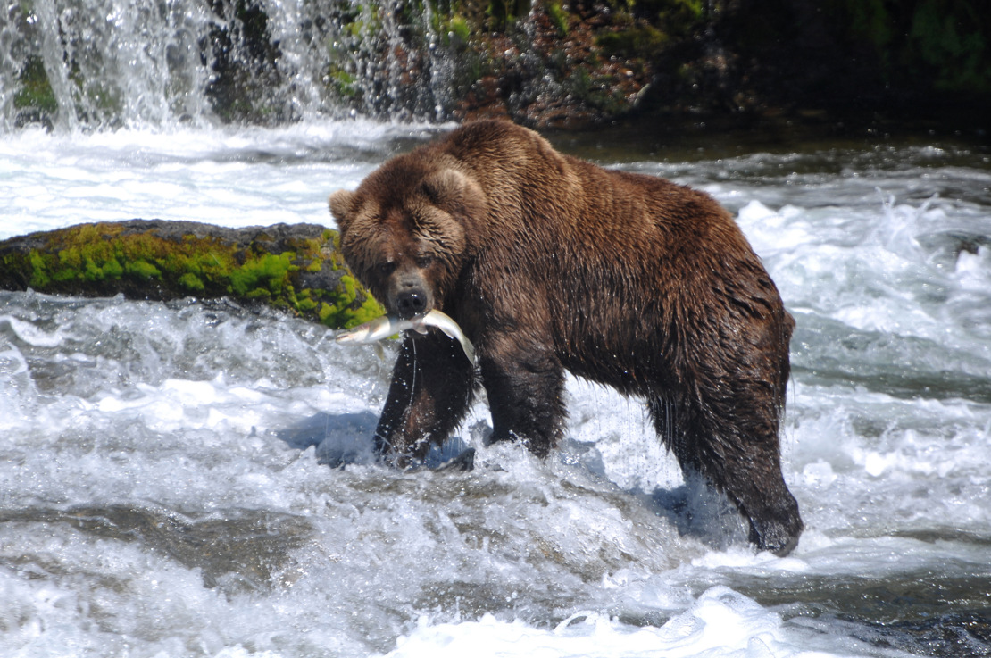 grizzly bear eating salmon_46812082.jpg