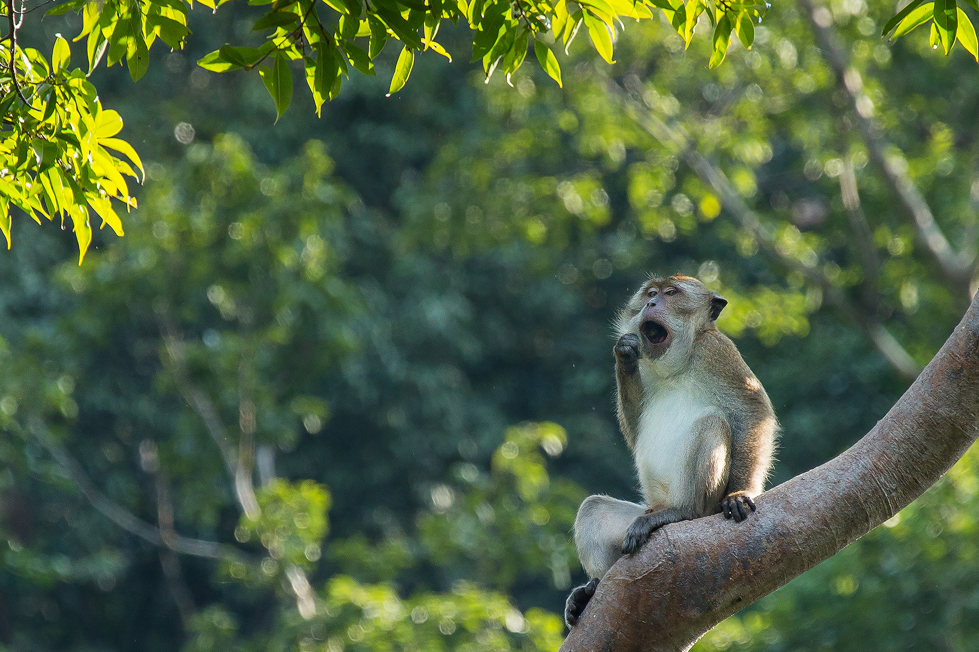 DYRELIV - Om aftenen og i de tidlige morgentimer er der liv i trækronerne i Khao Sok Nationalpark, Check Point Travel