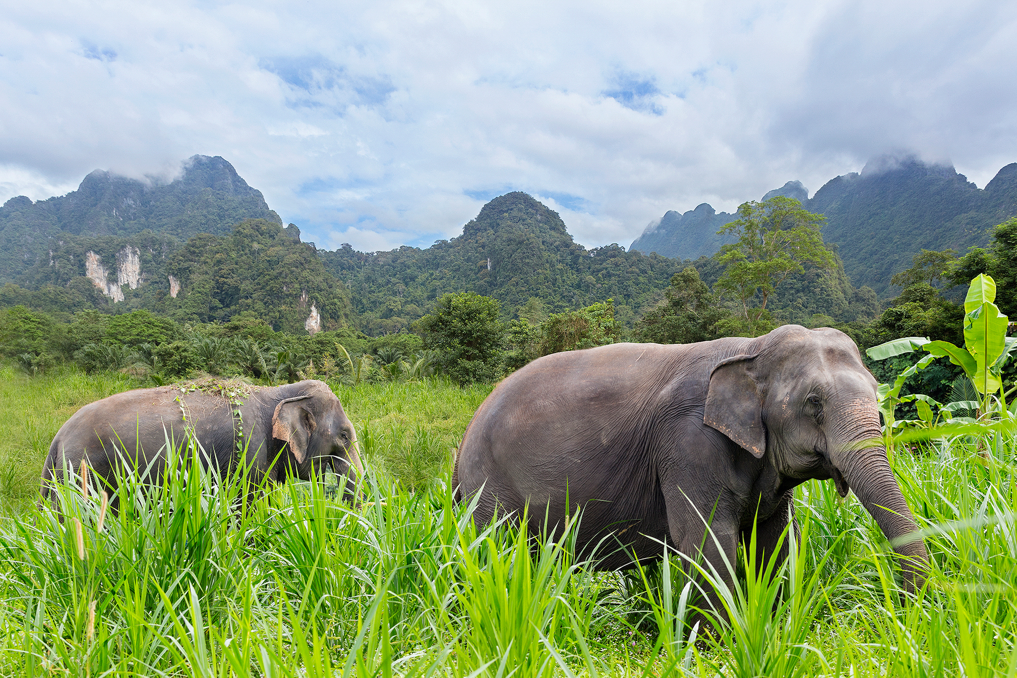 ELEPHANT HILLS - Under jeres ophold i junglelejren kommer i tæt på elefanterne. Elephant Hills gør en stor indsats for skovens kæmper og er på den baggrund blevet indstillet til en pris af National Geographic, Check Point Travel