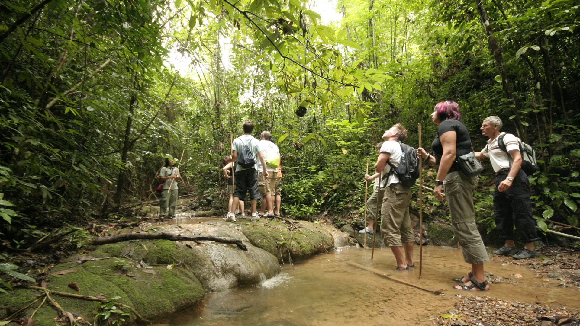 JUNGLEVANDRING - Elephant Hills stedkendte naturguider tager jer med på junglevandring i Khao Sok Nationalpark