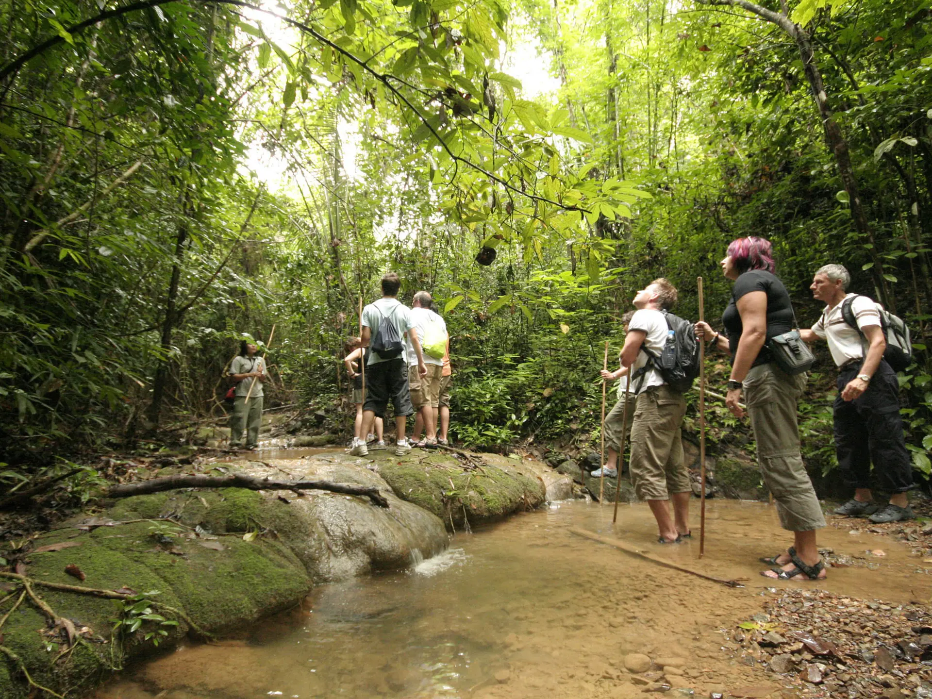 JUNGLEVANDRING - Elephant Hills stedkendte naturguider tager jer med på junglevandring i Khao Sok Nationalpark