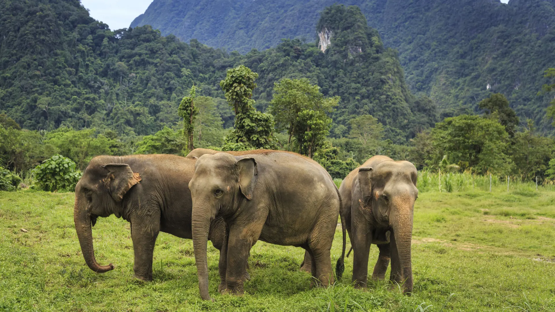 Rejser til Thailand - oplev de store elefanter i Khao Sok National Park i Thailand