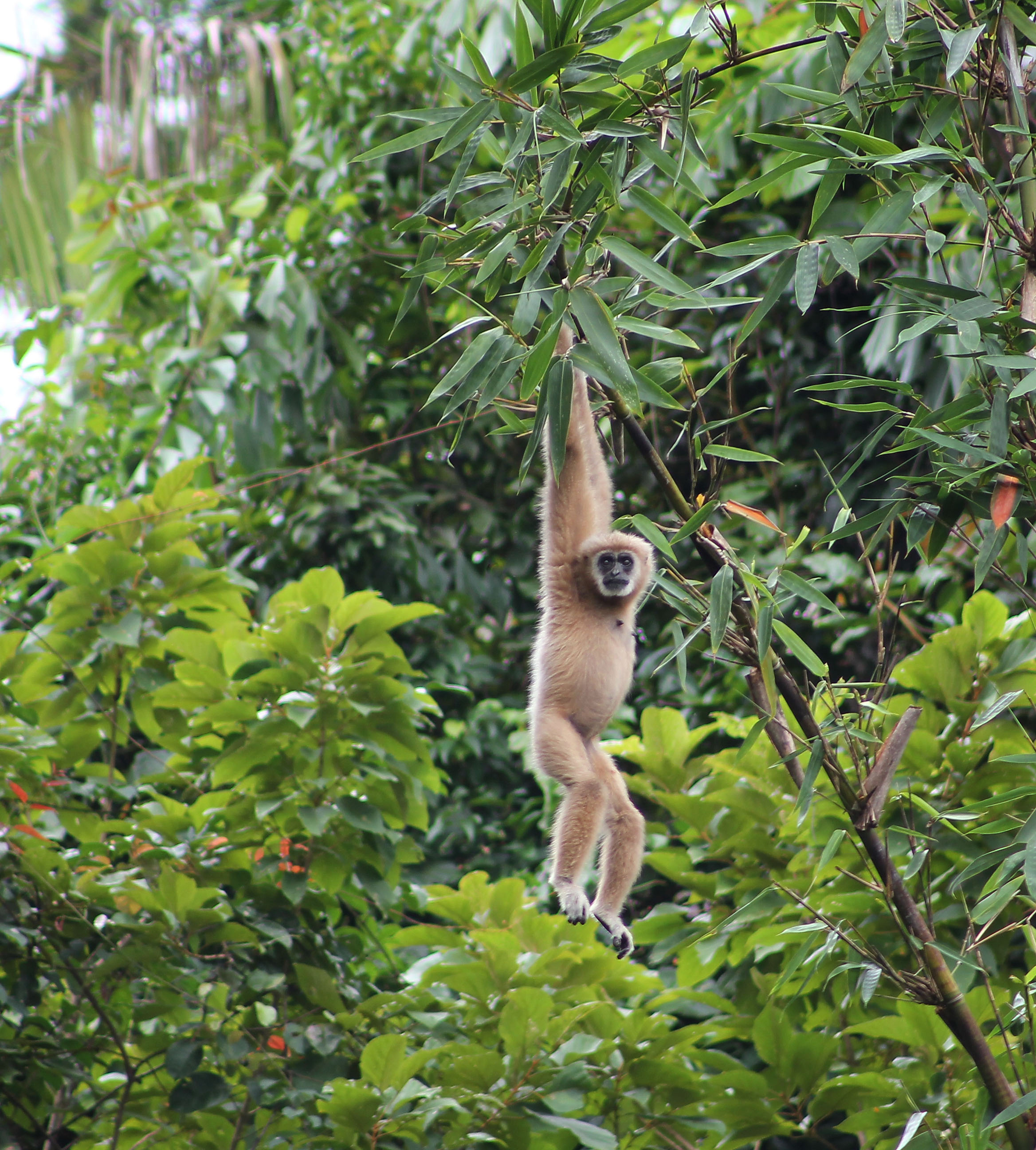 KHAO SOK NATIONALPARK - Det er ikke usædvanligt, at man får gibbonaberne at se. Og om morgenen kan man ofte høre deres karakteristiske kalden, Check Point Travel