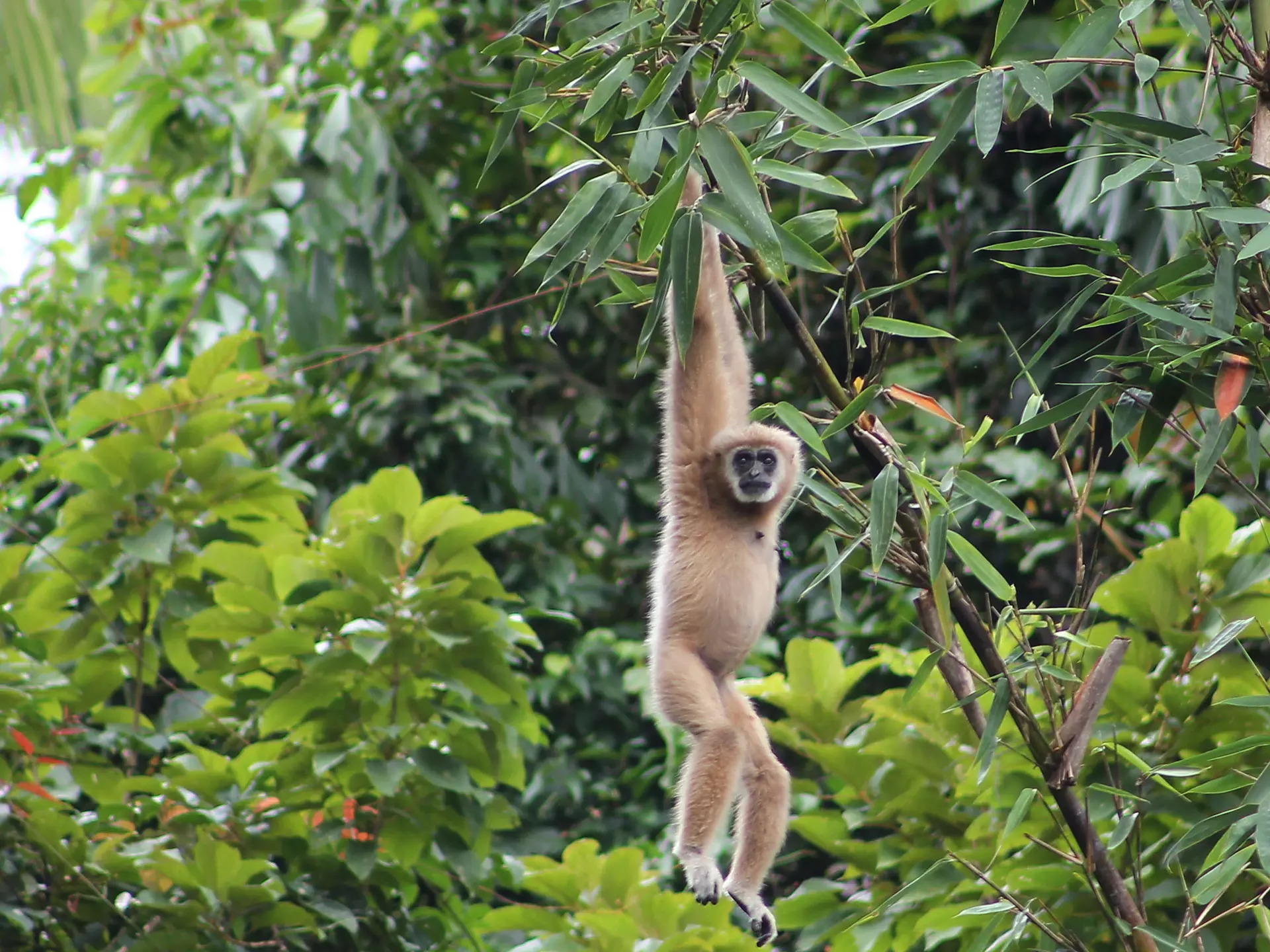 KHAO SOK NATIONALPARK - Det er ikke usædvanligt, at man får gibbonaberne at se. Og om morgenen kan man ofte høre deres karakteristiske kalden, Check Point Travel