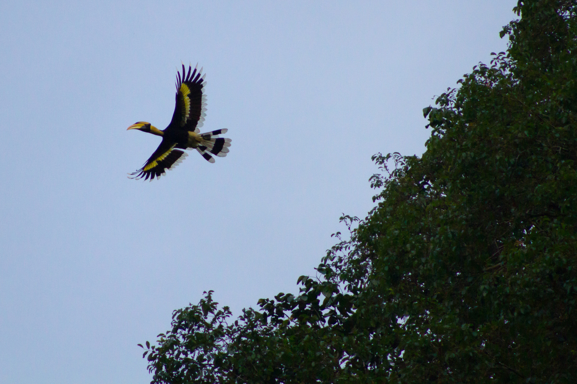 FUGLE - Khao Sok Nationalpark rummer et væld af fugle. Her er det en næsehornsfugl, der letter fra trækronerne, Check Point Travel