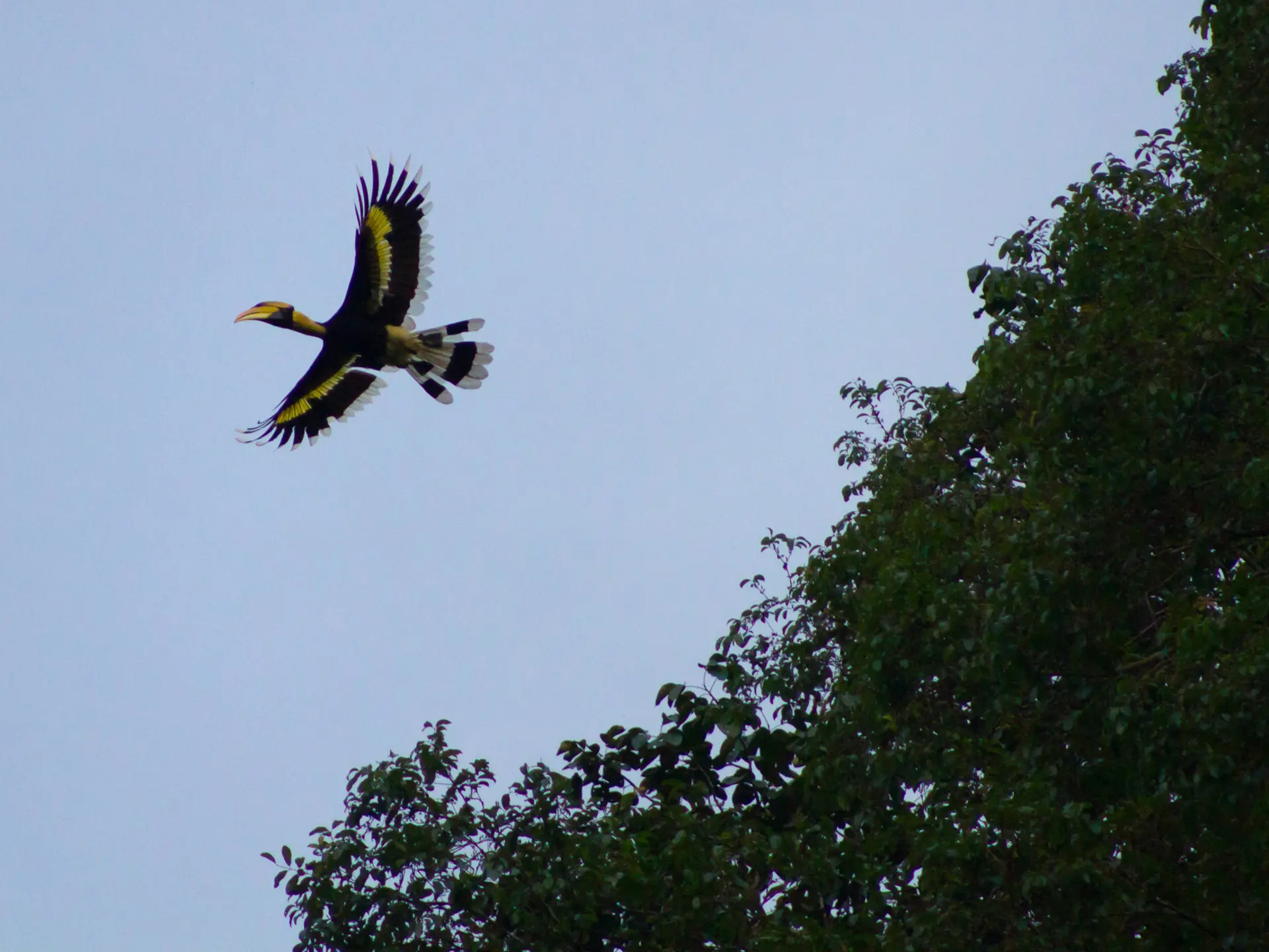 FUGLE - Khao Sok Nationalpark rummer et væld af fugle. Her er det en næsehornsfugl, der letter fra trækronerne, Check Point Travel