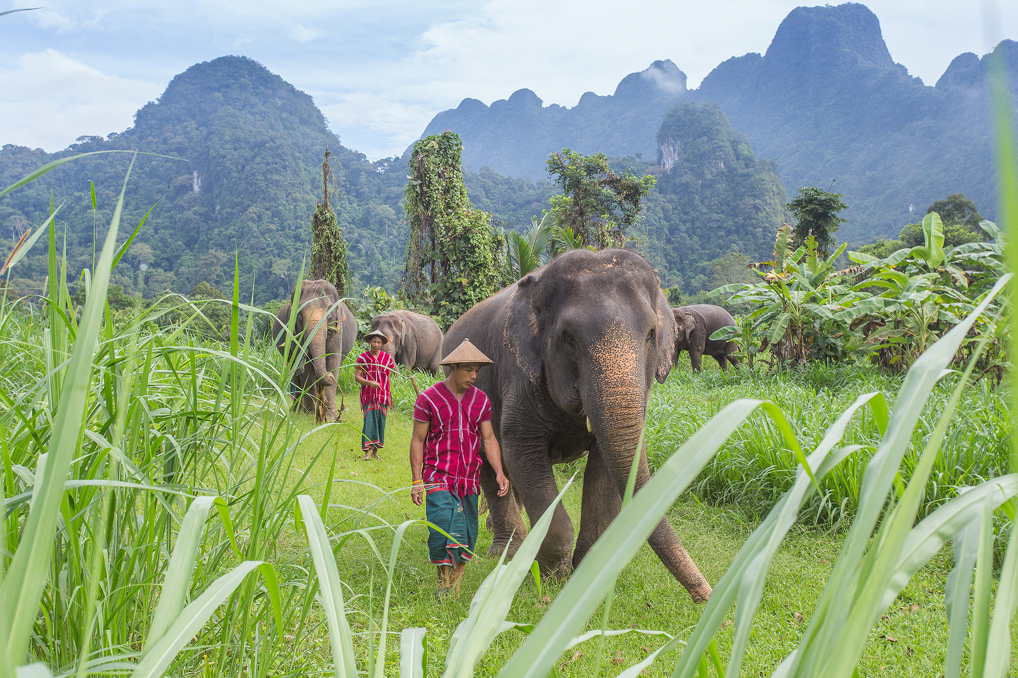 ELEFANTER - I kommer tæt på elefanterne i Elephant Hills, der arbejder på at bringe de gamle arbejdselefanter og deres afkom tilbage til regnskoven, Check Point Travel