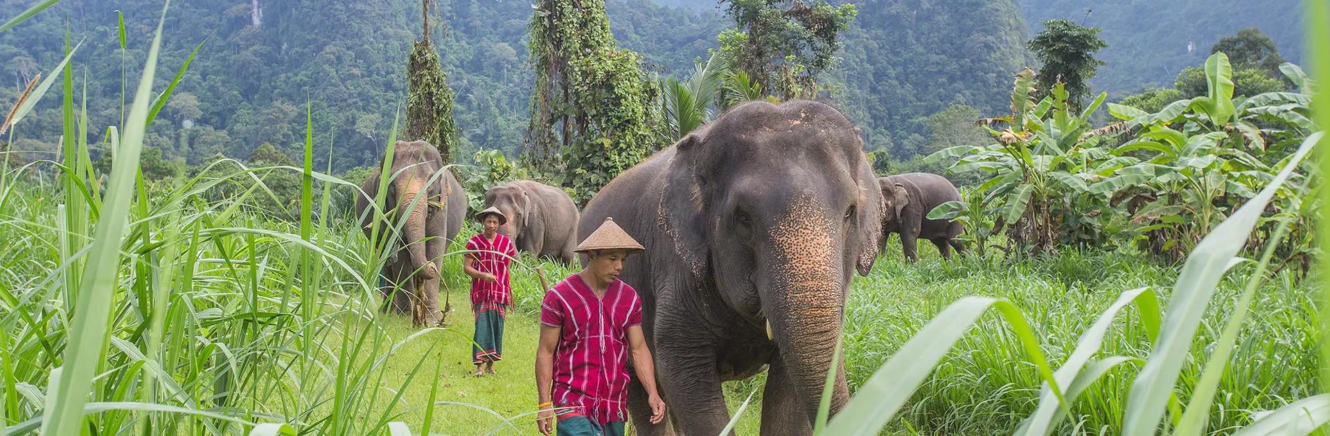 ELEFANTER - I kommer tæt på elefanterne i Elephant Hills, der arbejder på at bringe de gamle arbejdselefanter og deres afkom tilbage til regnskoven, Check Point Travel