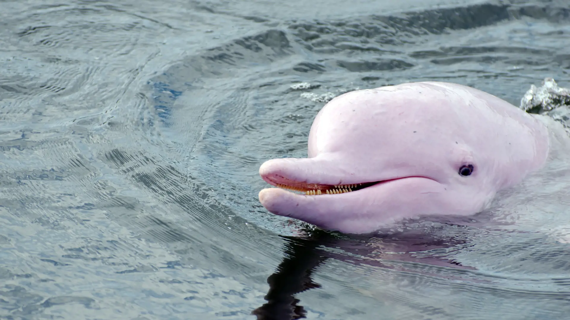 LYSERØDE DELFINER - Farvandet ud for Khanom er et af de få steder i verden, hvor man kan opleve lyserøde delfiner. Bestil turen i receptionen, Check Point Travel