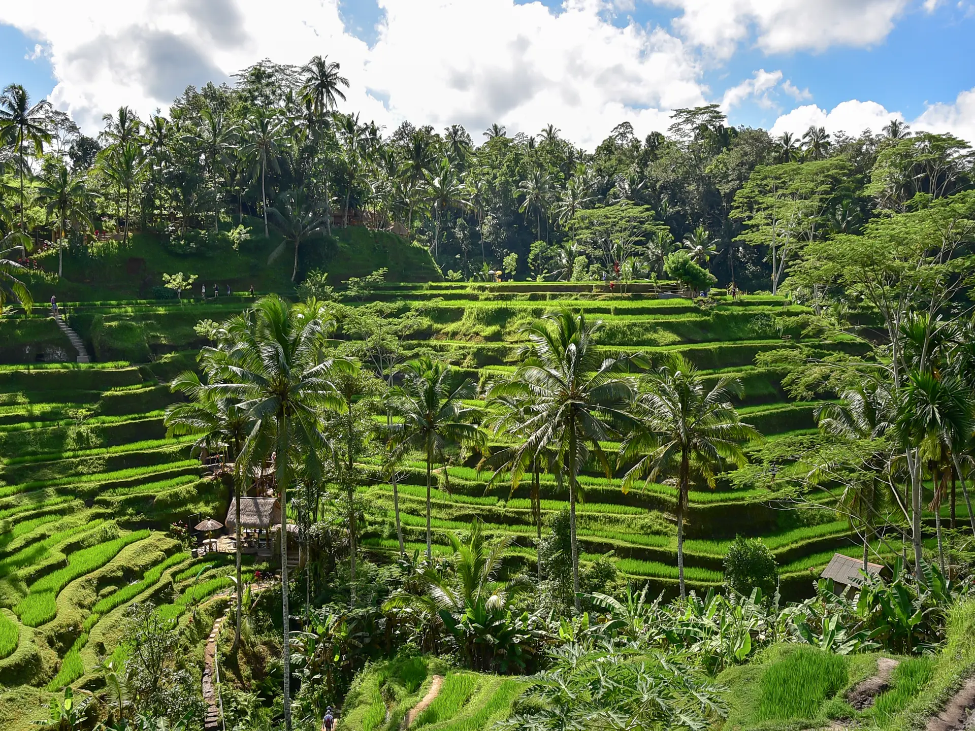 Shutterstock 1102004705 (Beautiful Green Terrace Paddy Fields On Tagallalang Bali, Indonesia)