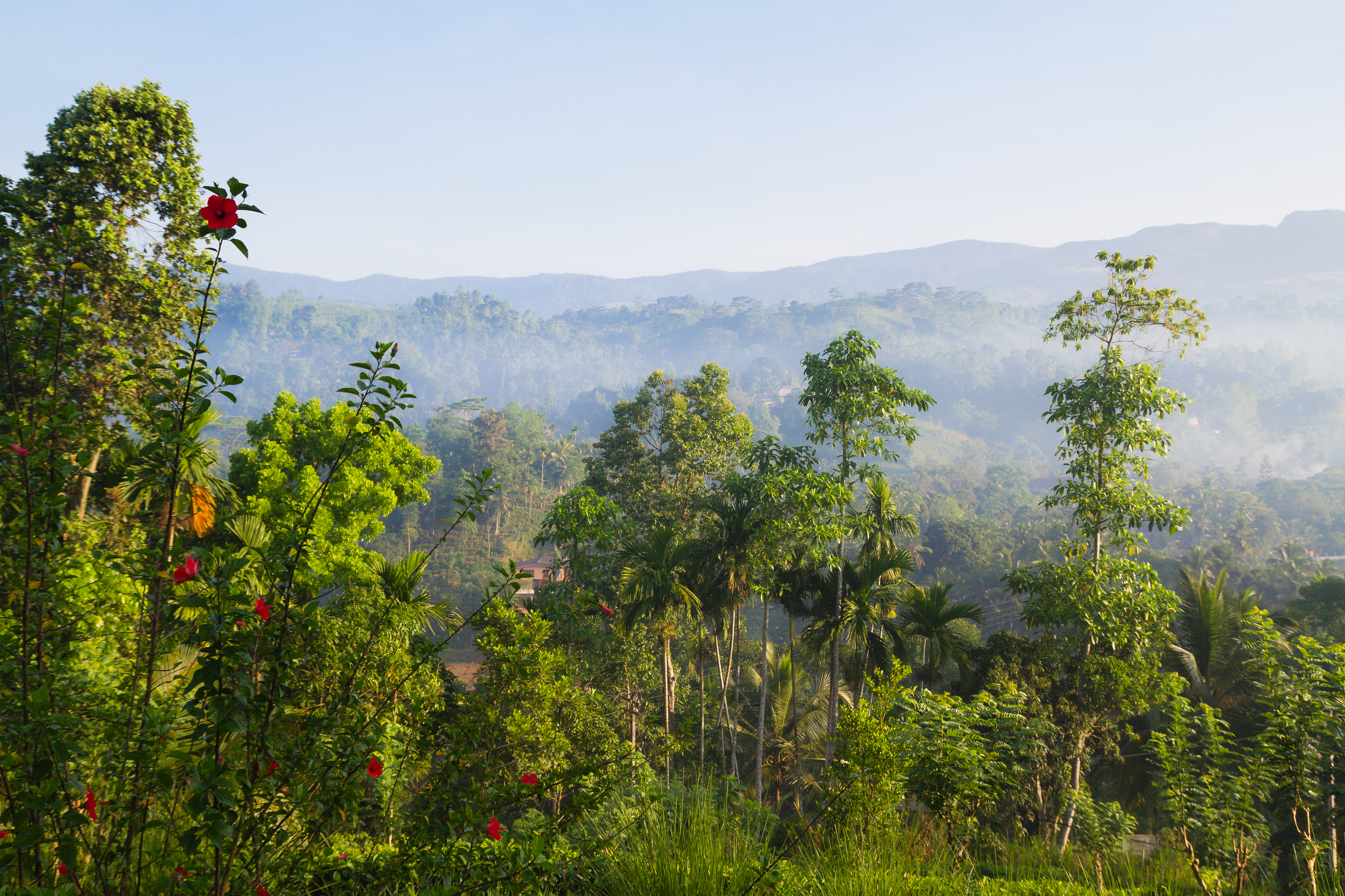 Jungle in misty morning, Sinharaja rainforest, Sri Lanka.jpg